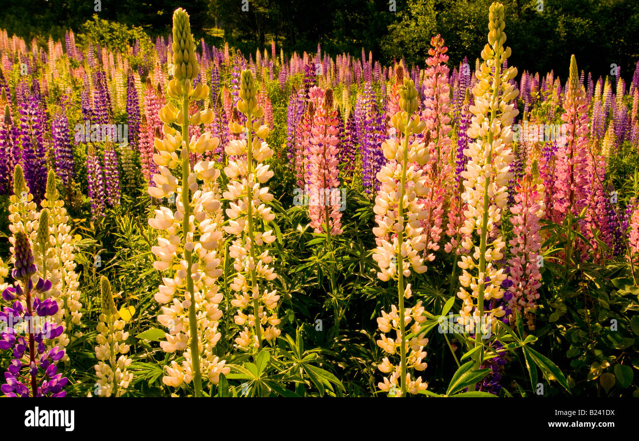 Canada New Brunswick paesaggio di multi colorati fiori di lupino Baia di Fundy regione Costa Fundy Foto Stock