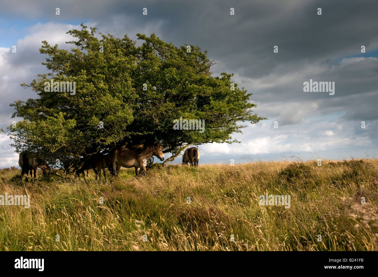 Exmoor pony vicino Withypool. Parco Nazionale di Exmoor. Somerset. Inghilterra Foto Stock