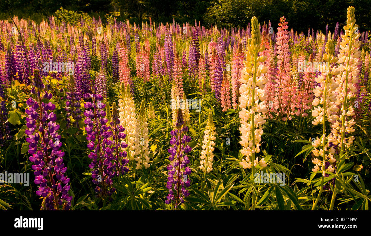 Canada New Brunswick paesaggio di multi colorati fiori di lupino Baia di Fundy regione Costa Fundy Foto Stock