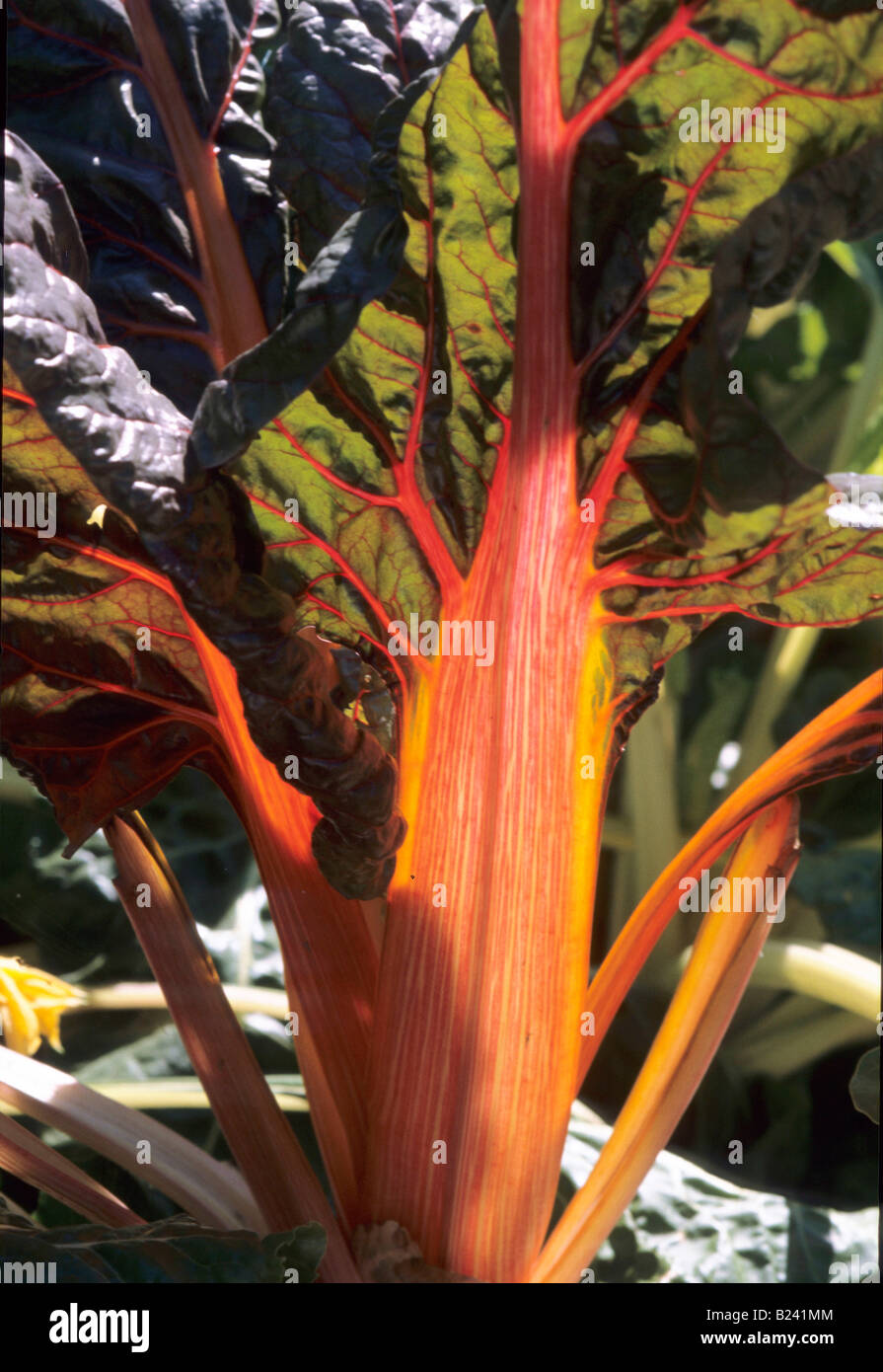 Le BIETOLE CRESCENTE BIETOLE IMPIANTO Foto Stock