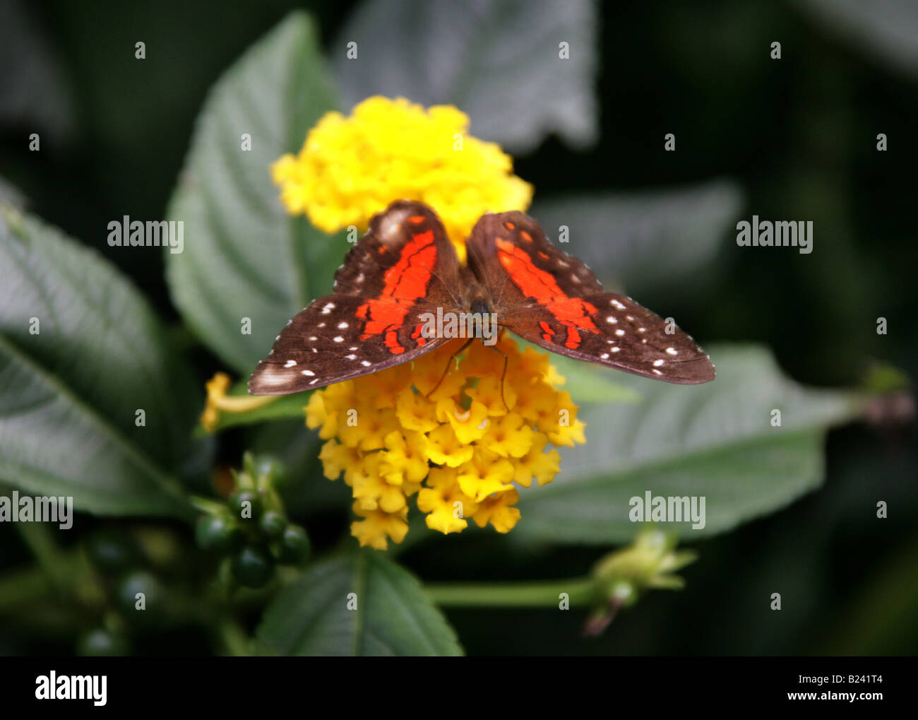 Brown pavone o Scarlet farfalla pavone Anartia amathea Nymphalidae aka il Coolie Foto Stock