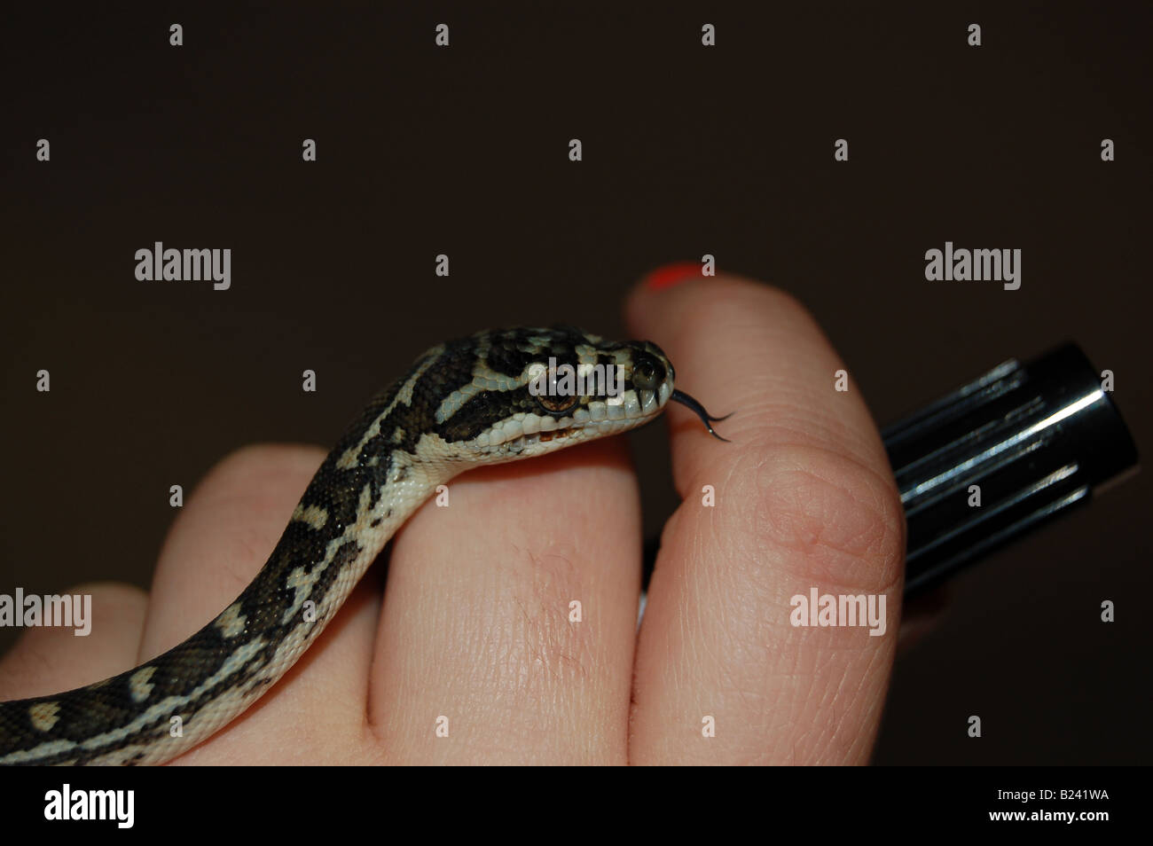 Diamond Python snake dita la linguetta Foto Stock