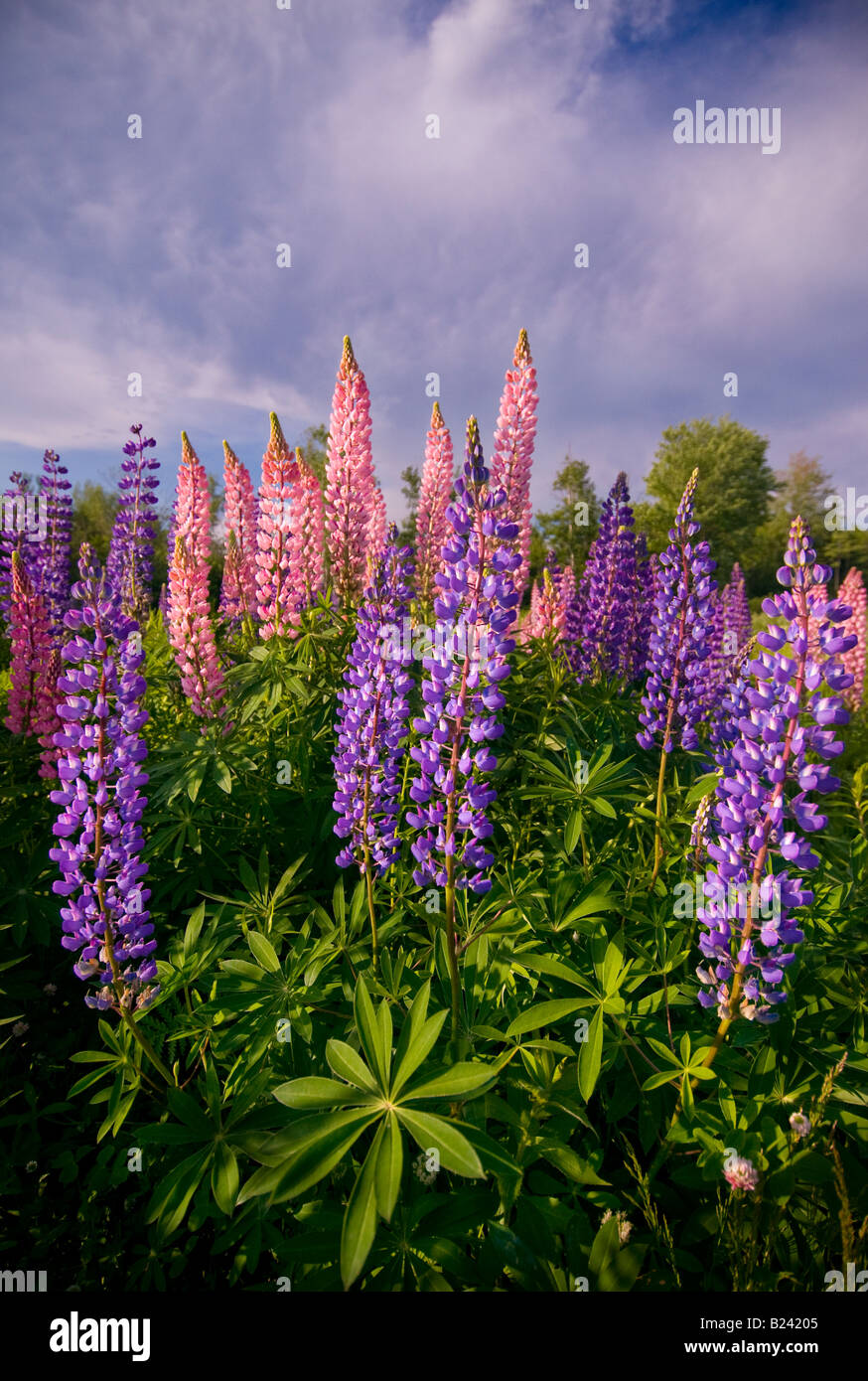 Canada New Brunswick paesaggio di multi colorati fiori di lupino Baia di Fundy Foto Stock