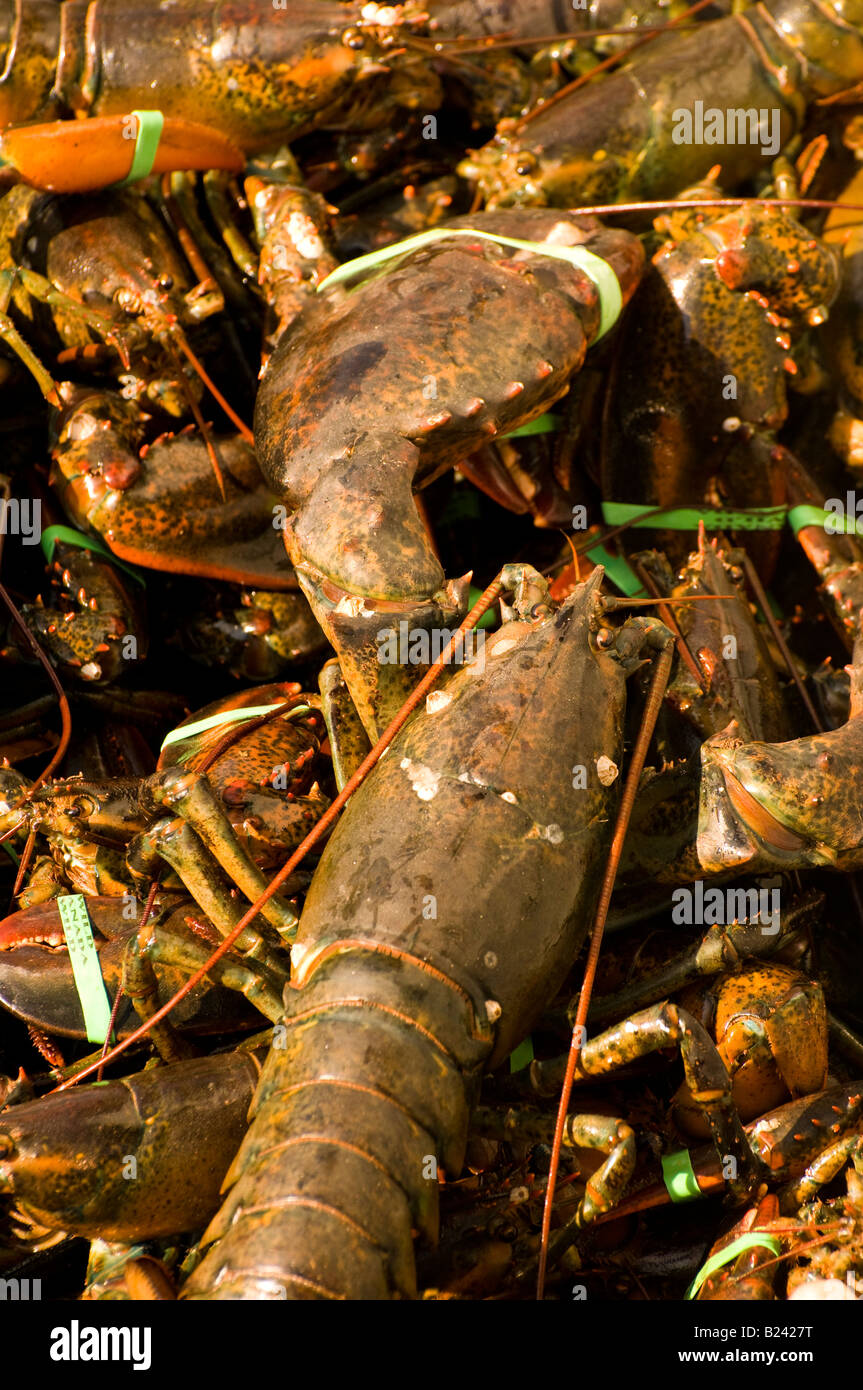 Canada New Brunswick aragoste vive visualizzati in barca da pesca Baia di Fundy aragoste villaggio di Alma Baia di Fundy Foto Stock