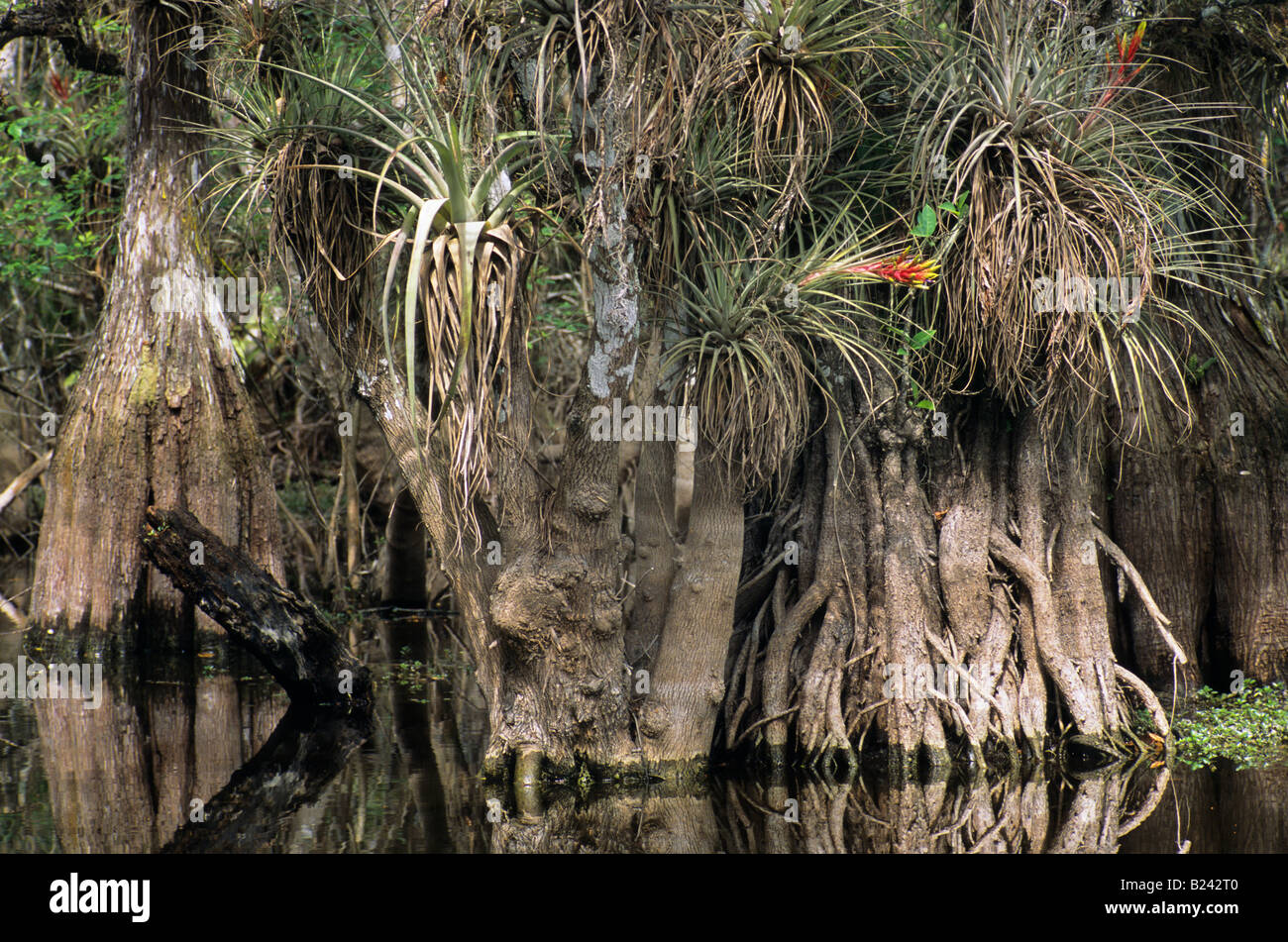 Bromeliad impianti d'aria al Cypress Pineland palude dal Loop Road a Big Cypress Nat preservare Florida USA Foto Stock