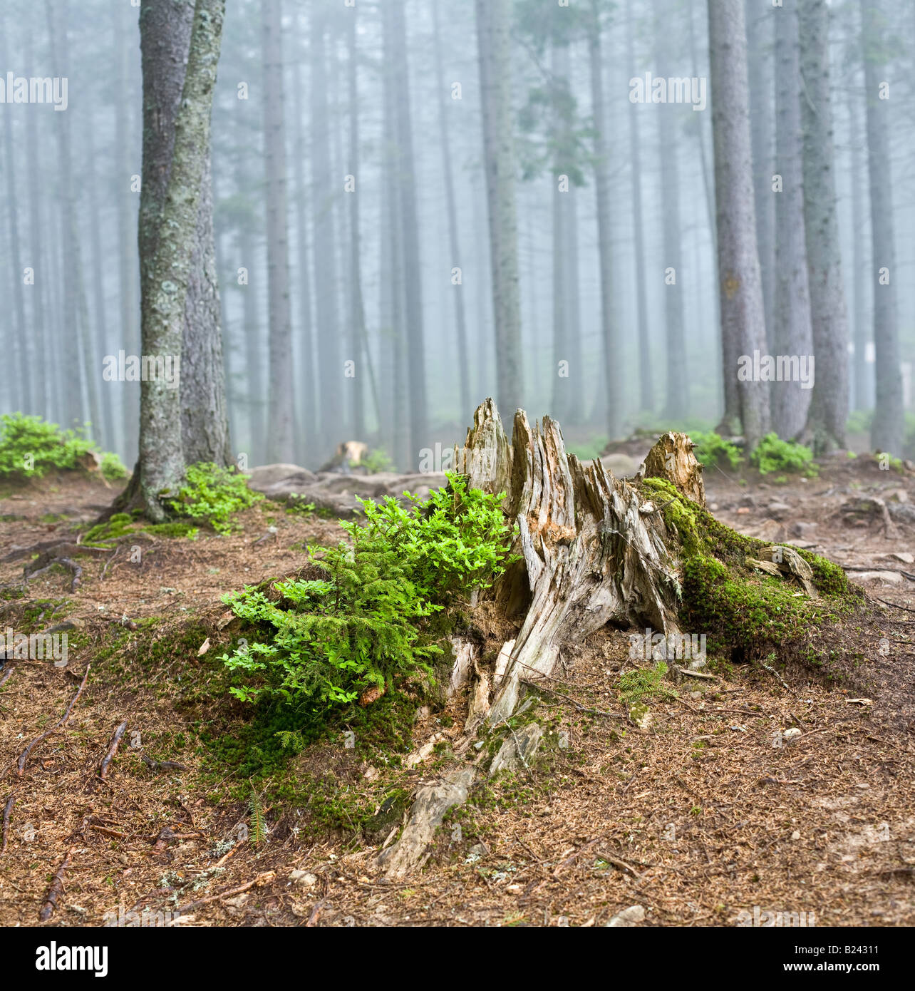 Paesaggio forestale Foto Stock