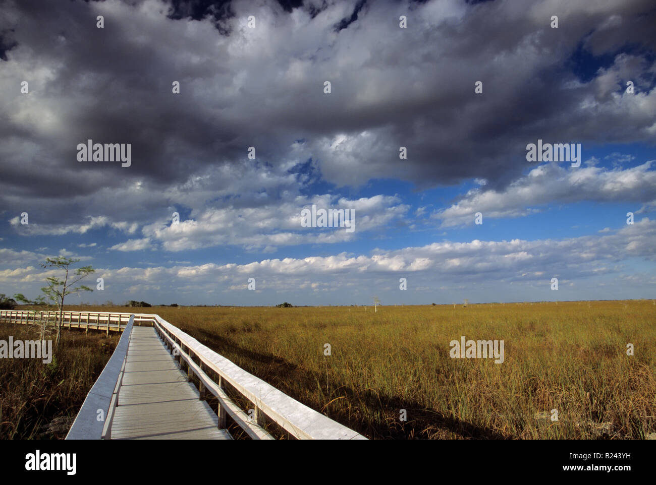 Il fiume di erba da fieno Pa okee boardwalk nubi Nat Everglades Park Florida USA Foto Stock