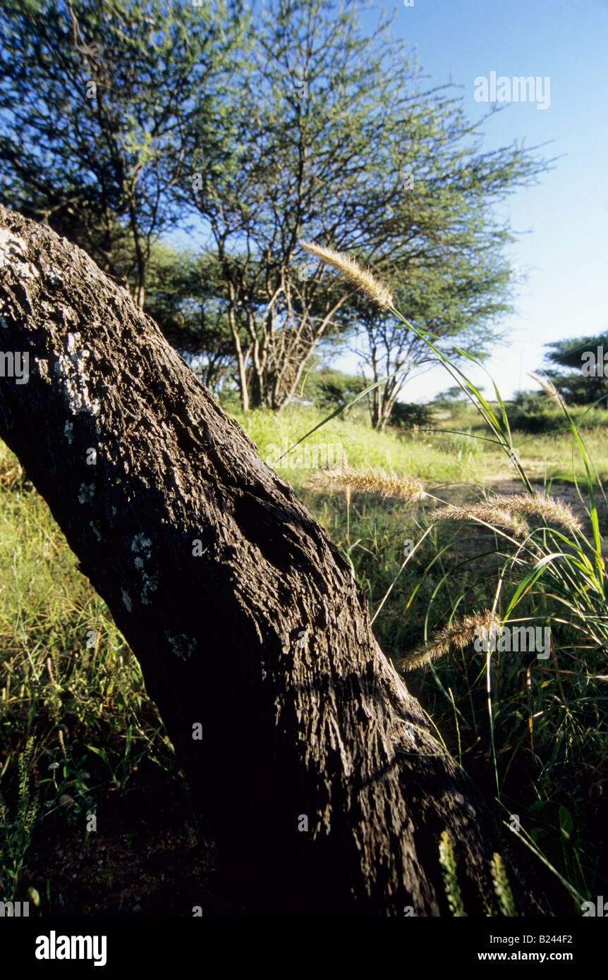 Piante, paesaggio, tronco d'albero, bellezza in natura, sfondi, Cespuglio africano, prateria boscosa savana, Okahania, Namibia, grunge Foto Stock