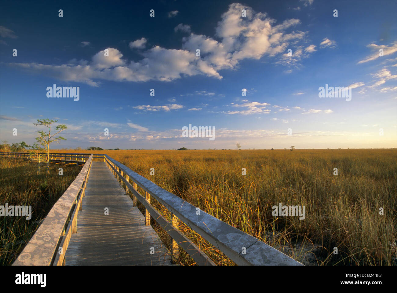Il fiume di erba da fieno Pa okee boardwalk sunrise Nat Everglades Park Florida USA Foto Stock