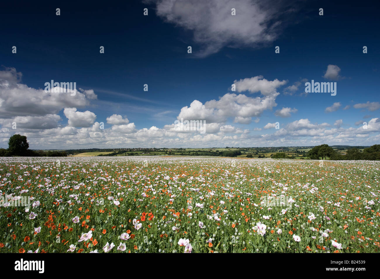 Campo di papavero, Brixworth, Northamptonshire, England, Regno Unito Foto Stock