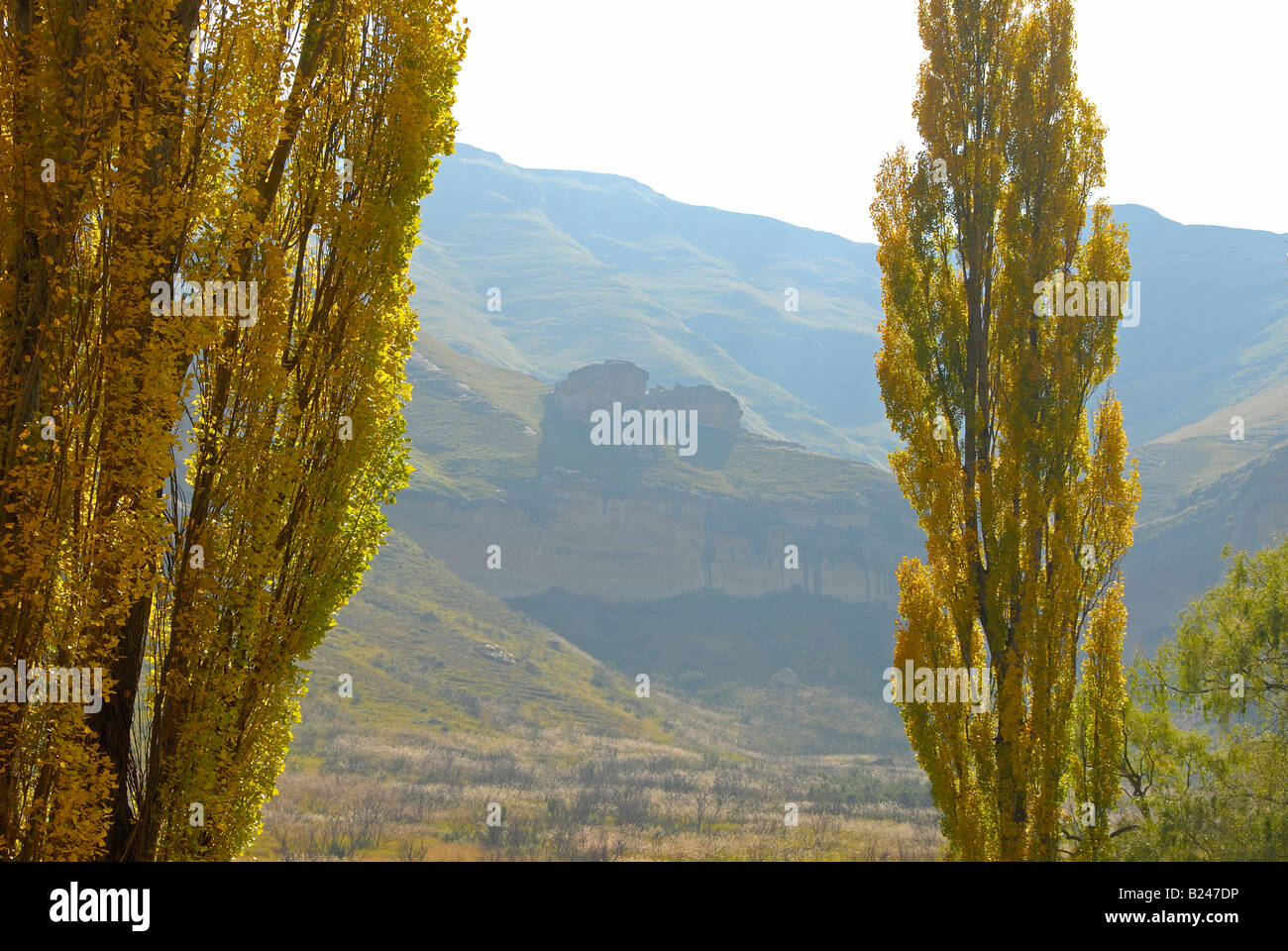 Foglie d'oro inglese di alberi di pioppo per raggiungere il cielo, Golden  Gate National Park, Sud Africa Foto stock - Alamy