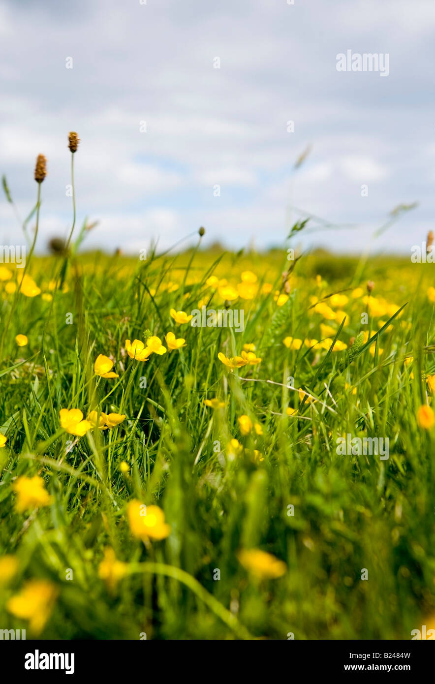 Prato estivo girato nel sud dell'Inghilterra Foto Stock