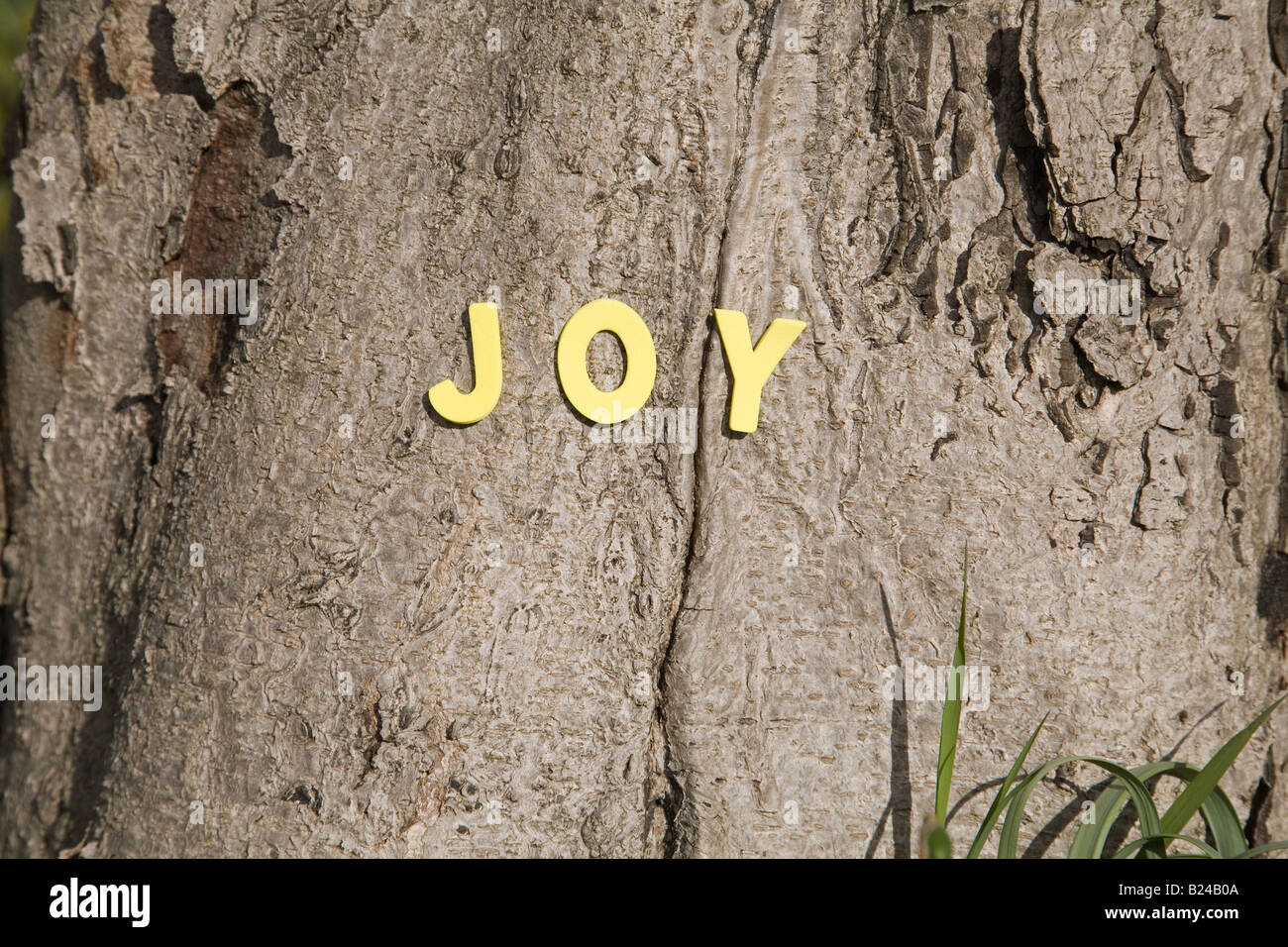 La parola gioia su un tronco di albero Foto Stock