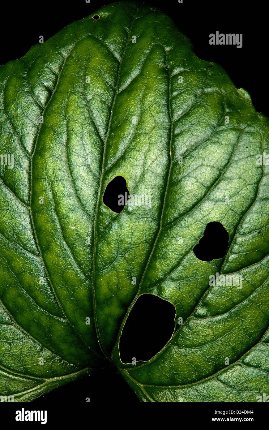 Foglia verde con espressione umana di meraviglia Foto Stock