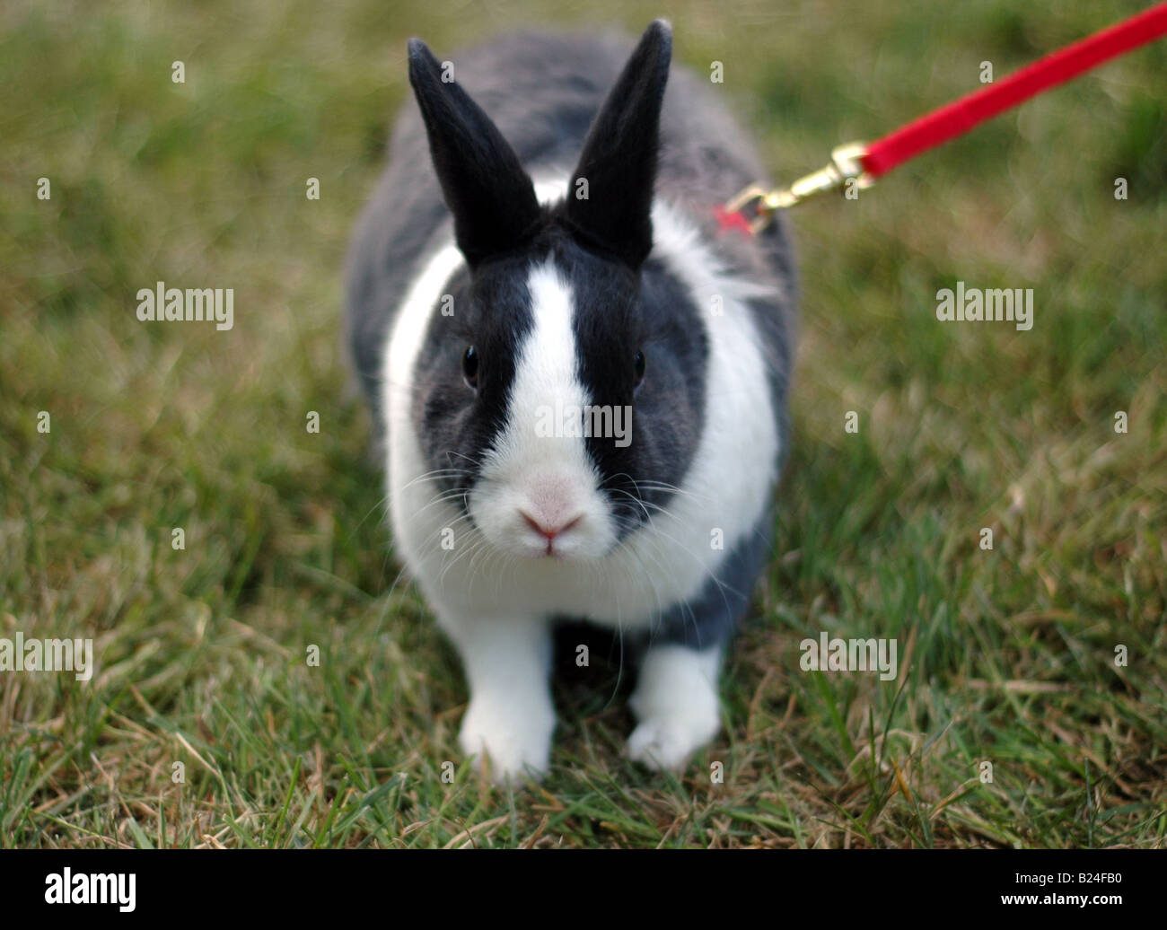 Coniglietto coniglio su un guinzaglio rosso Foto Stock