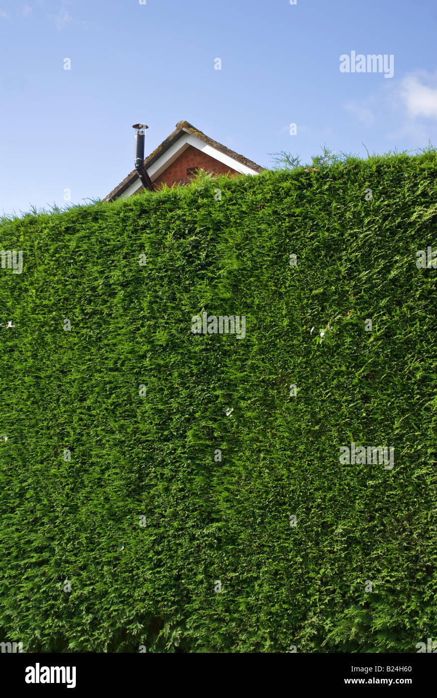 Alti cipressi Leylandii hedge cresciuto ad oscurare il nuovo sviluppo alloggiamento sul terreno adiacente nel Regno Unito Foto Stock