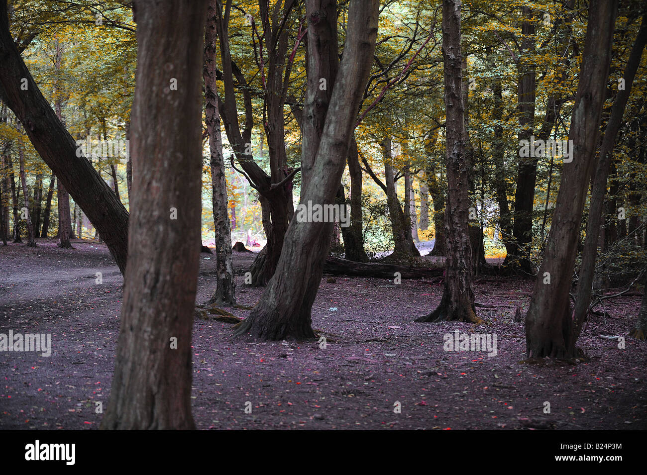 Bella antichi alberi in boschi Whippendell Foto Stock