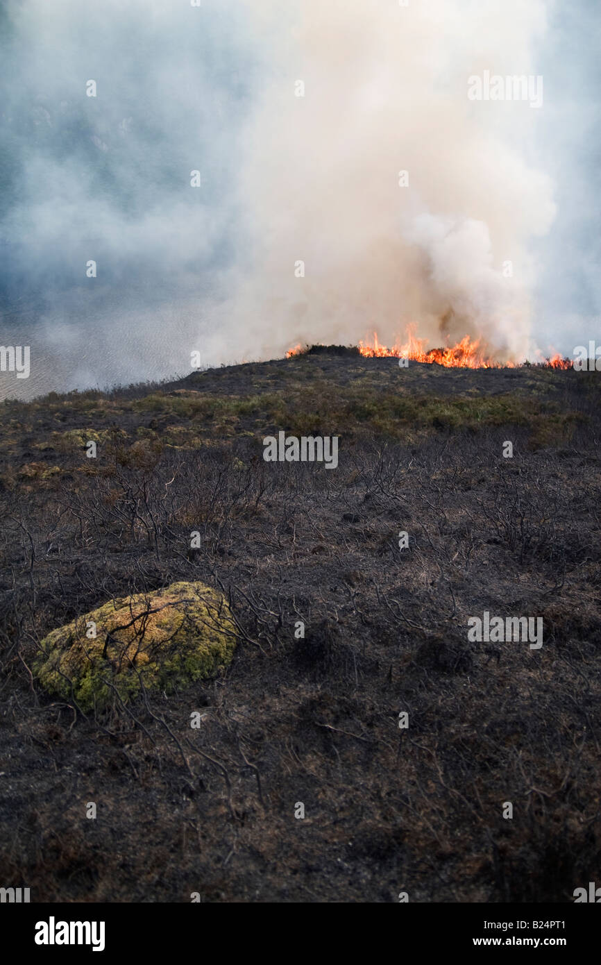 Riattivazione e postumi di bruciare heather presso un lago in Wicklow Irlanda. Foto Stock
