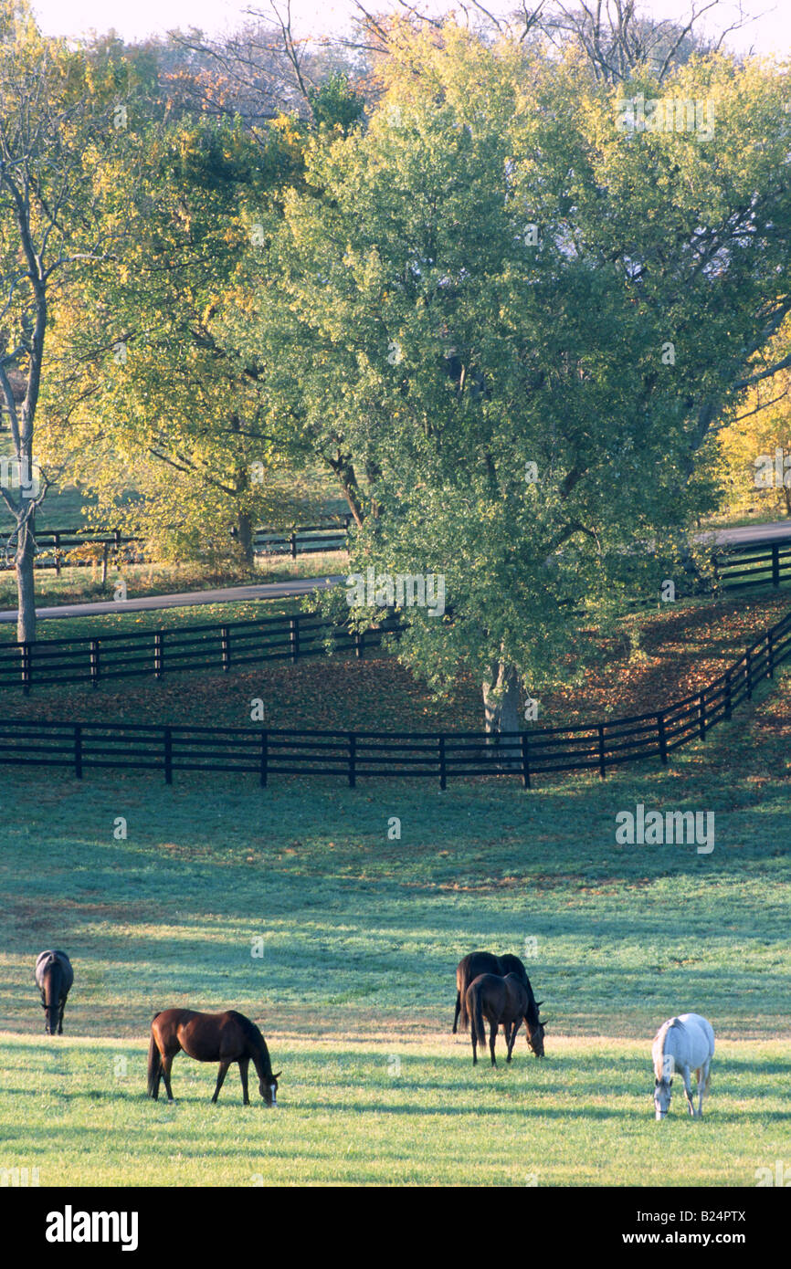 I cavalli purosangue a kentucky farm in mattinata a sunrise Foto Stock