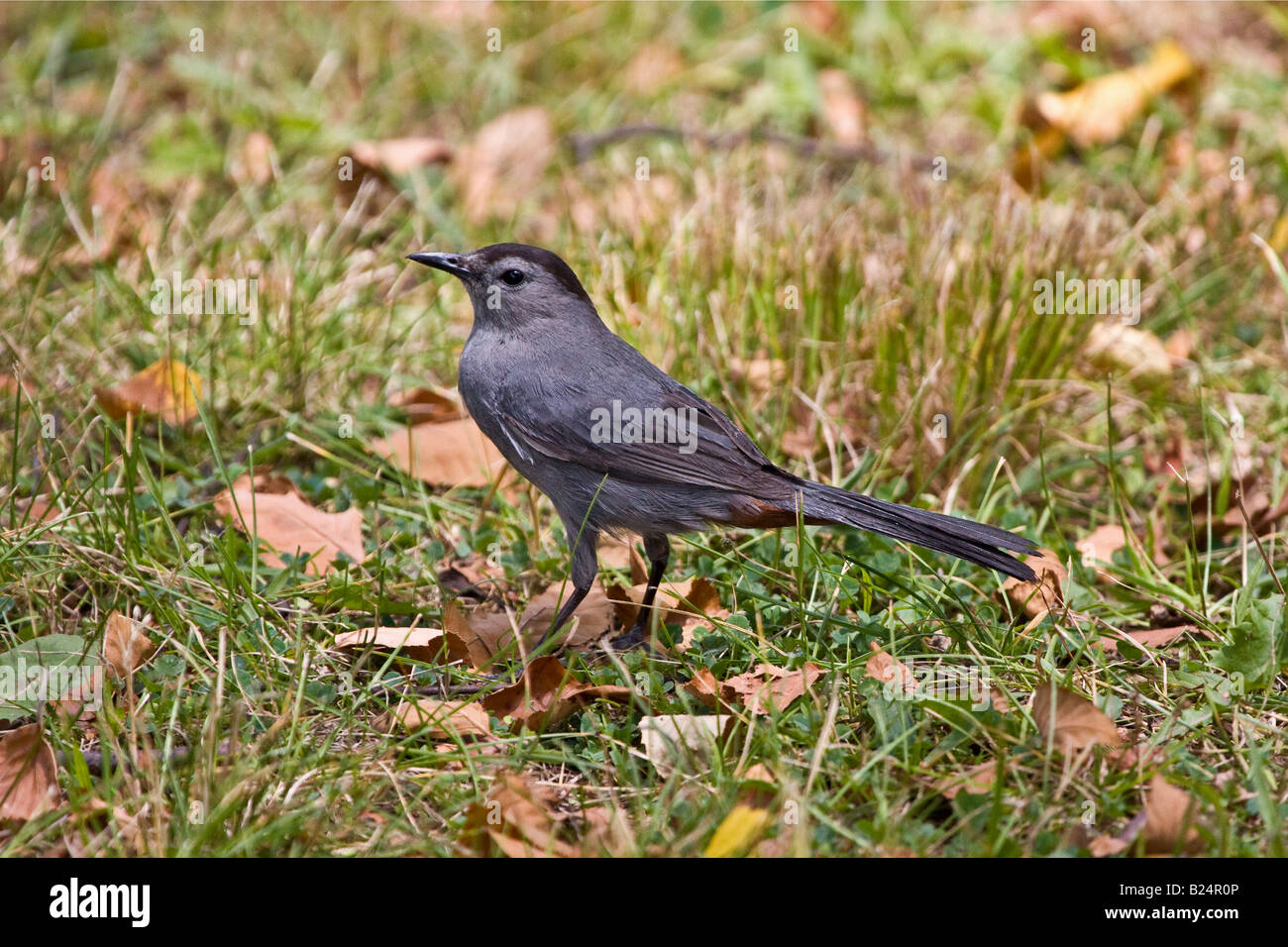 Catbird grigio in piedi in erba Foto Stock
