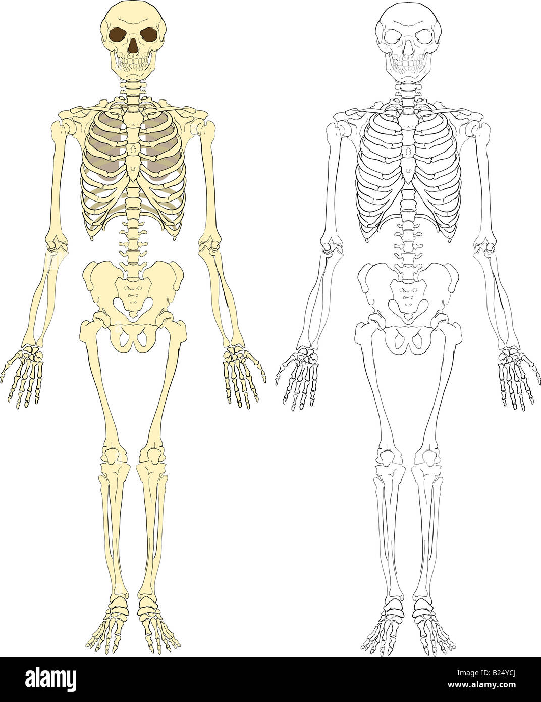 Uno scheletro umano Foto Stock