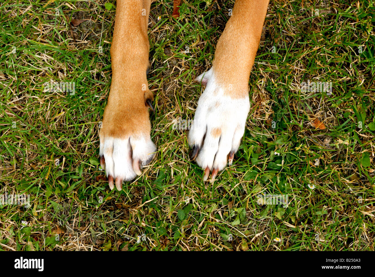 Giappone sumo cane Tosa inu Foto Stock