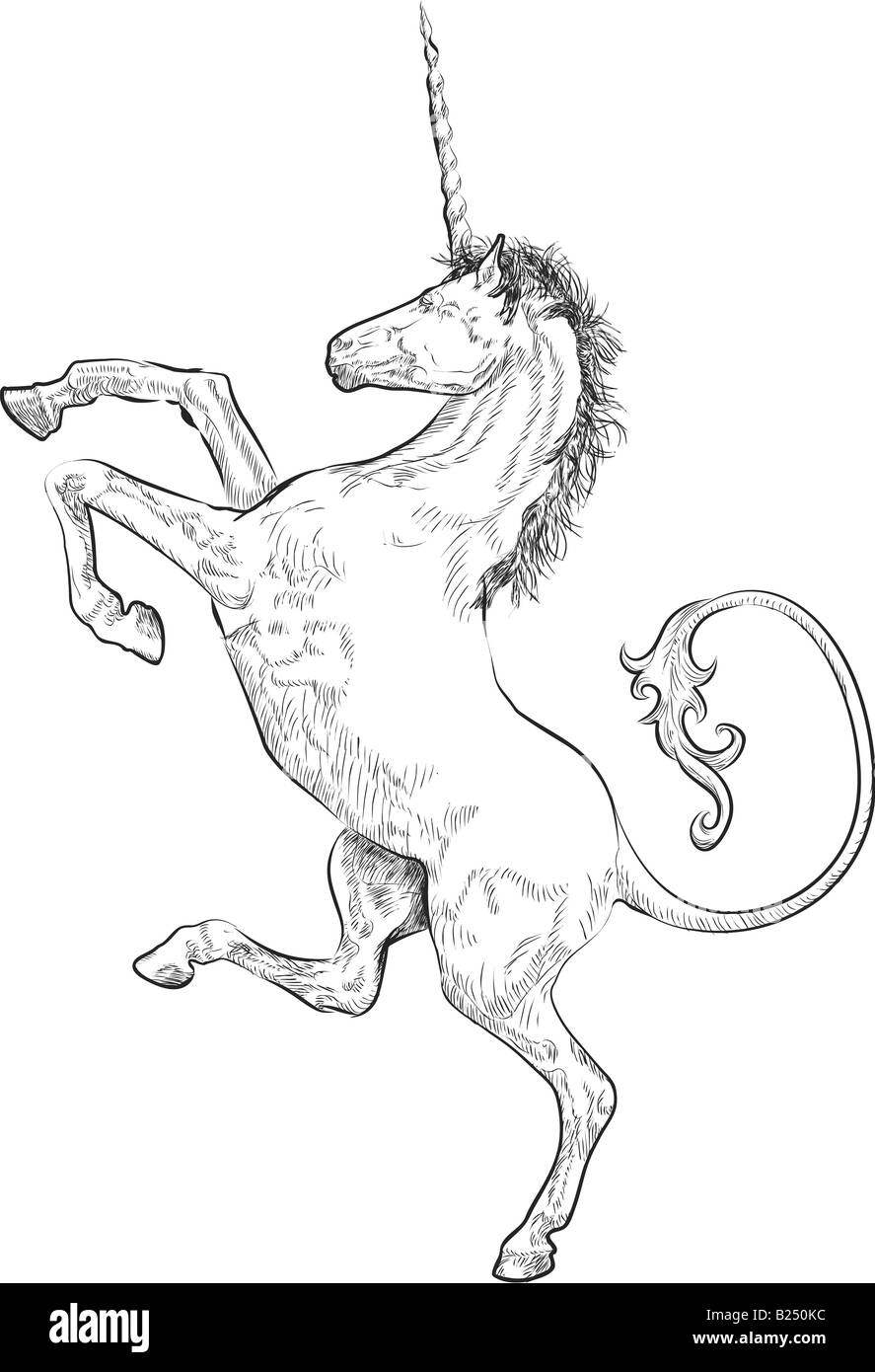 Unicorno rampante. Una illustrazione di un dilagante (in piedi sulle zampe posteriori) unicorn Foto Stock