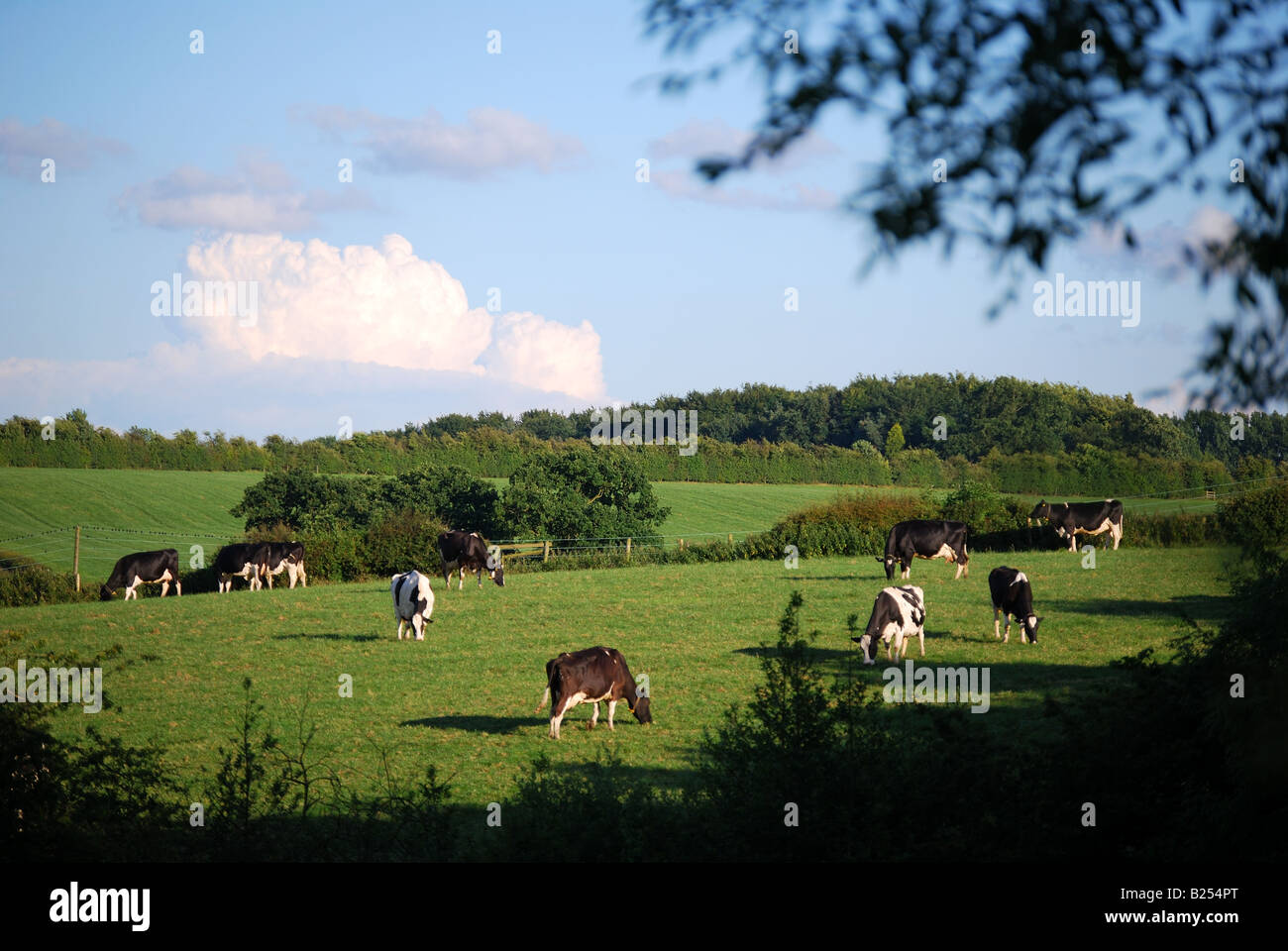 Mucche al pascolo nella campagna, Nr.Ashby-de-la-Zouch, Leicestershire, England, Regno Unito Foto Stock