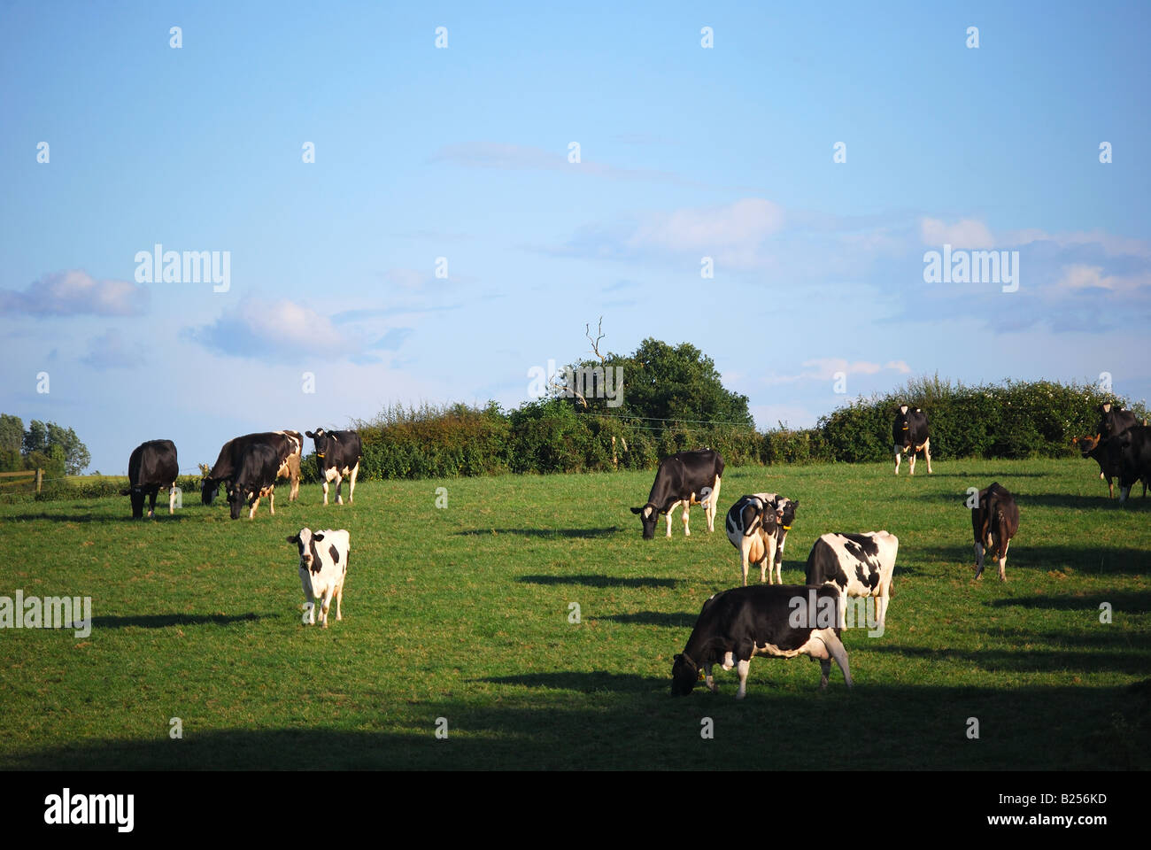 Mucche al pascolo nella campagna, Nr.Ashby-de-la-Zouch, Leicestershire, England, Regno Unito Foto Stock