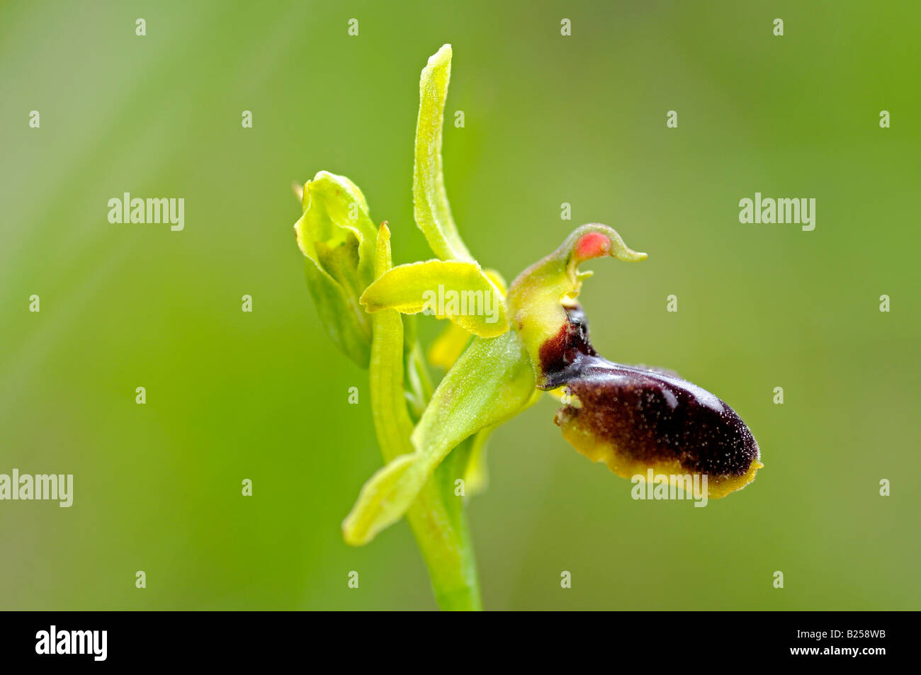 Ophrys araneola, orchidea europea, Francia Foto Stock