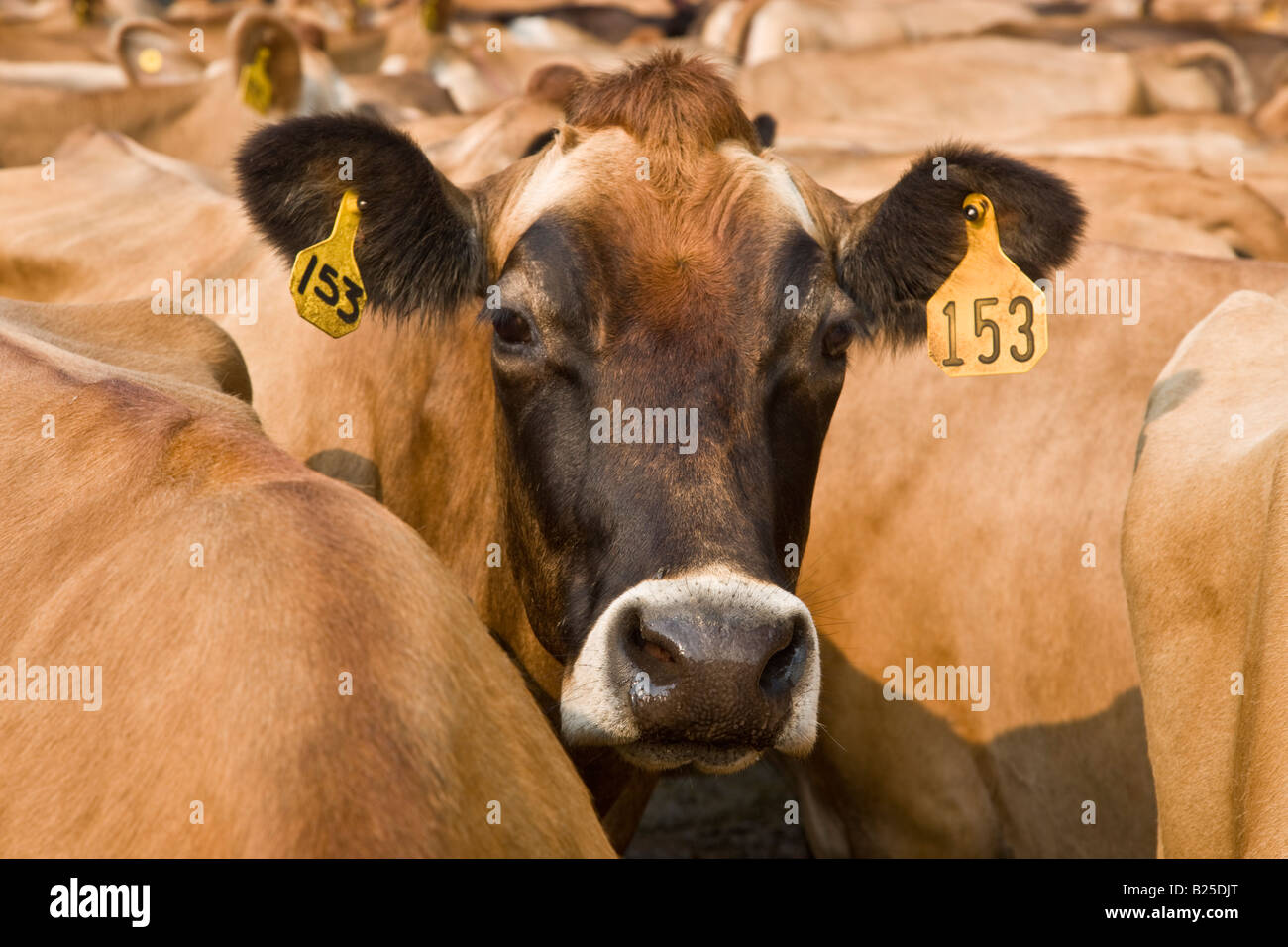 Jersey cow comunicante. Foto Stock