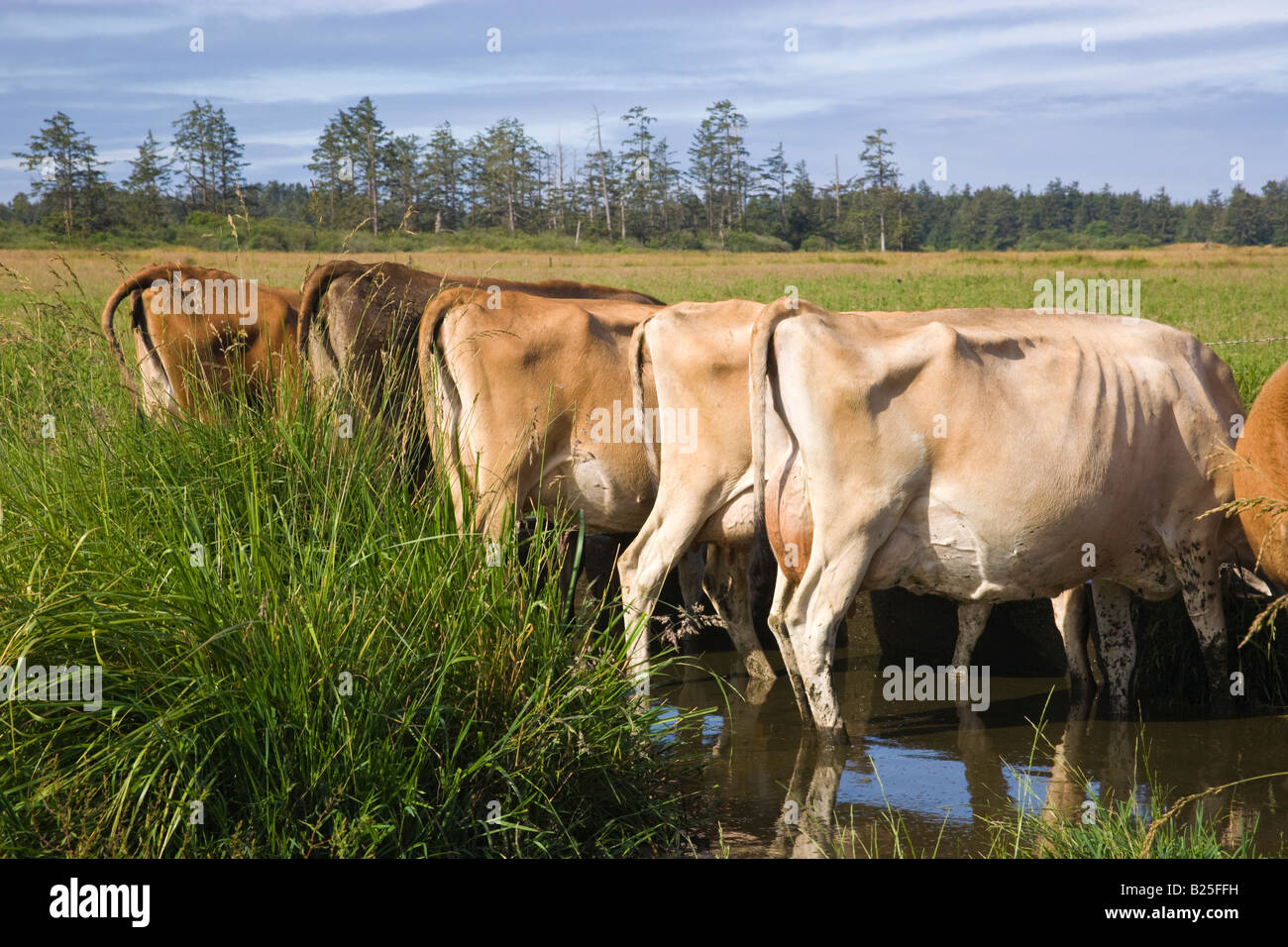 Backsides di vacche Jersey a trogolo di acqua Foto Stock