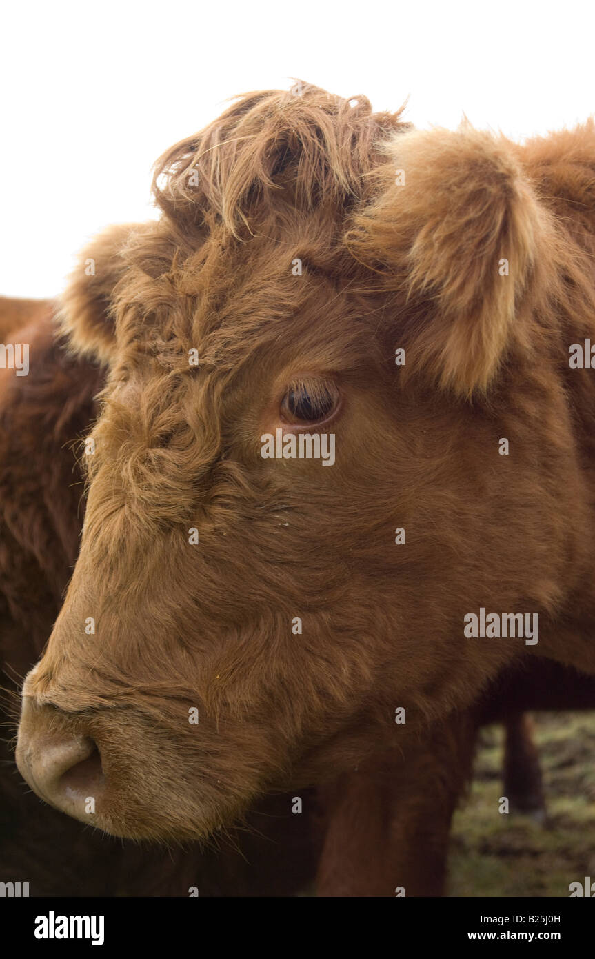 Close up ritratto laterale di Luing mucca in Yorkshire Dales, REGNO UNITO Foto Stock