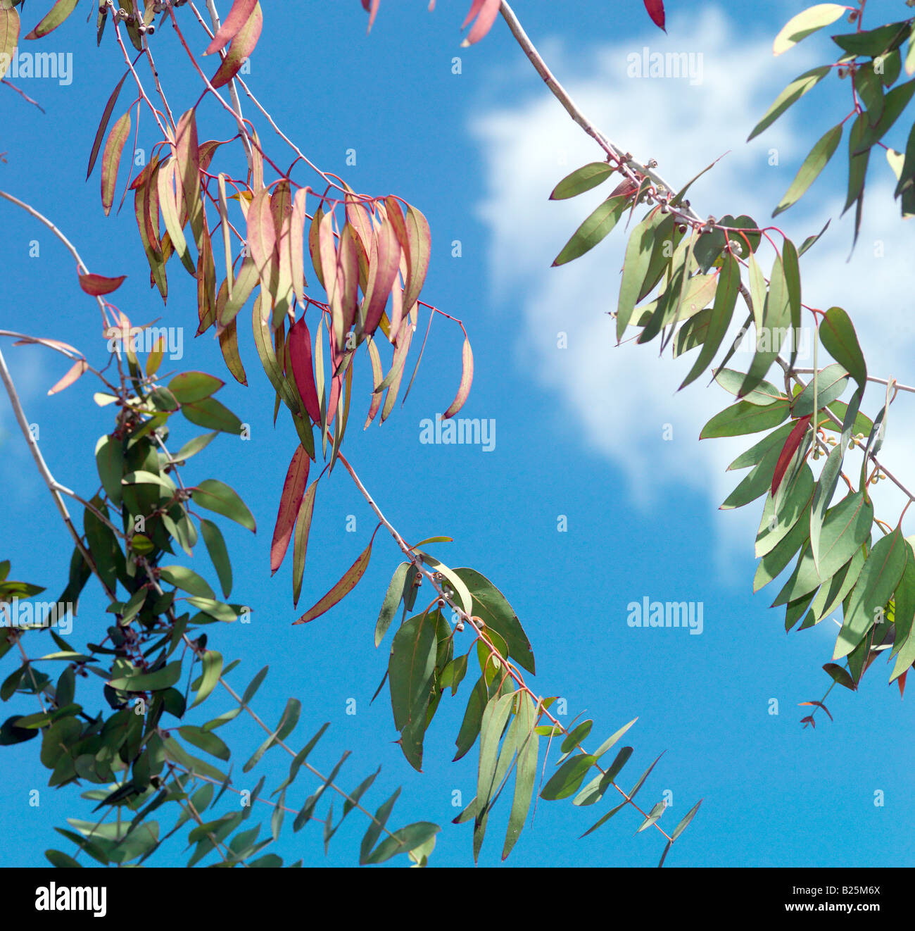Foglie di eucalipto e cielo blu Foto Stock
