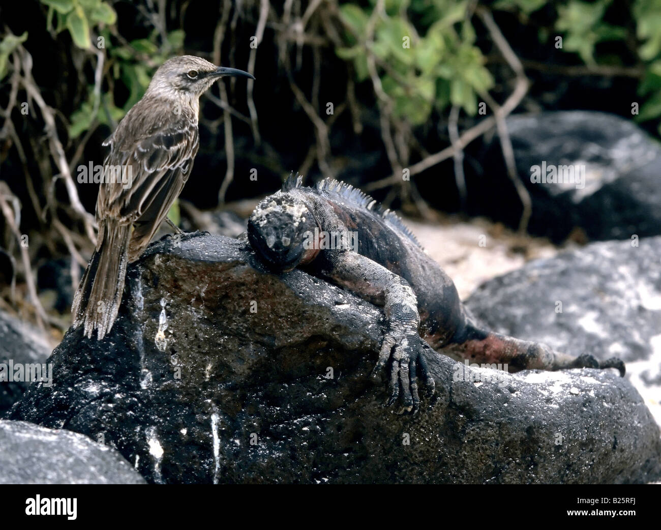 Un Mockingbird Galapagos Galapagos Nesomimus E Di Un Marine Iguana 