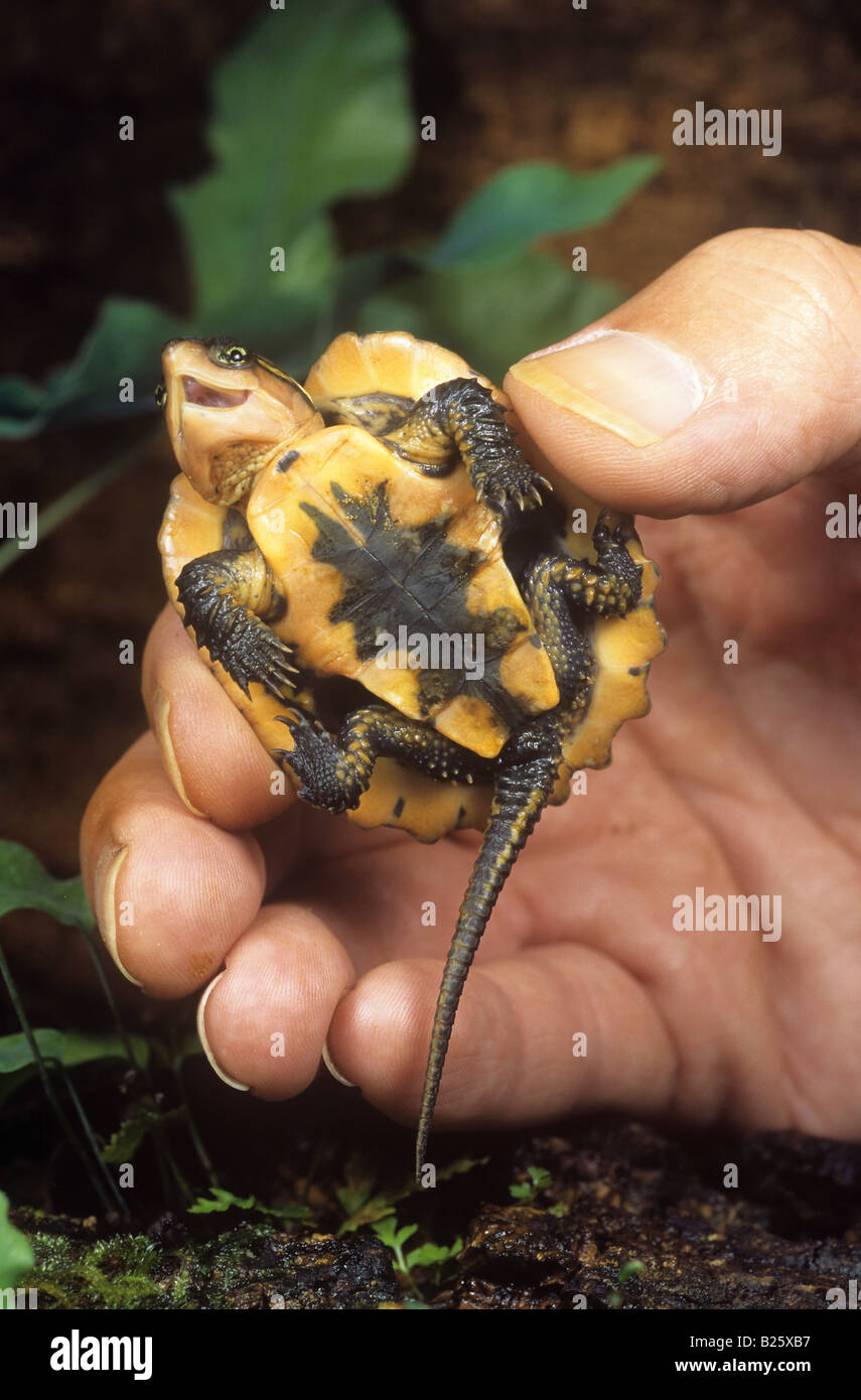 Giovani big-headed / tartaruga Platysternon megacephalum Foto Stock