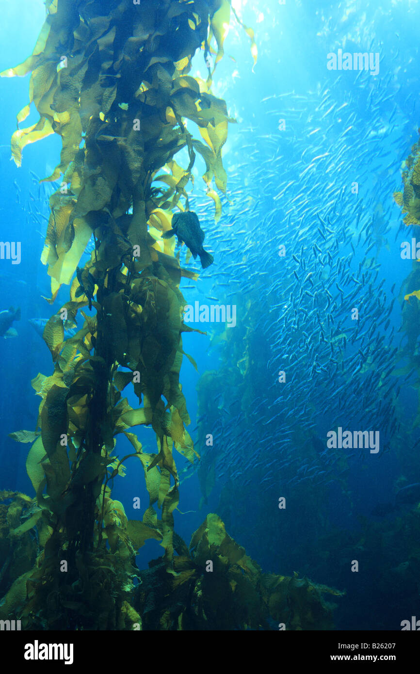 Giant pacific kelp Foto Stock