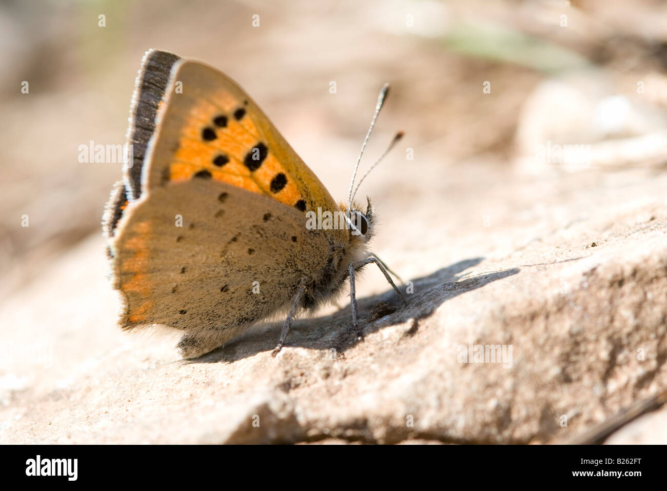 Piccolo rame - Lycaena phlaeas Foto Stock