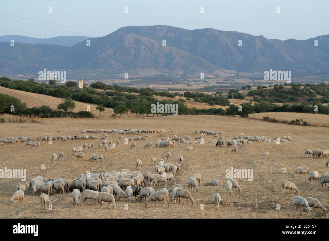 Pecore in campi nei pressi di Domusnovas nel Campidano regione del sud ovest della Sardegna, Italia, Europa Foto Stock