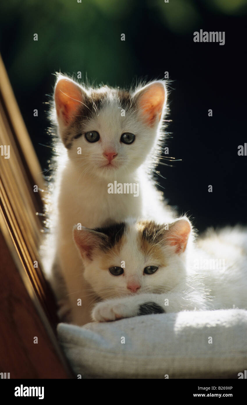 Il gatto domestico (felis catus, Felis silvestris), due gattino su una sedia guardando nella telecamera Foto Stock
