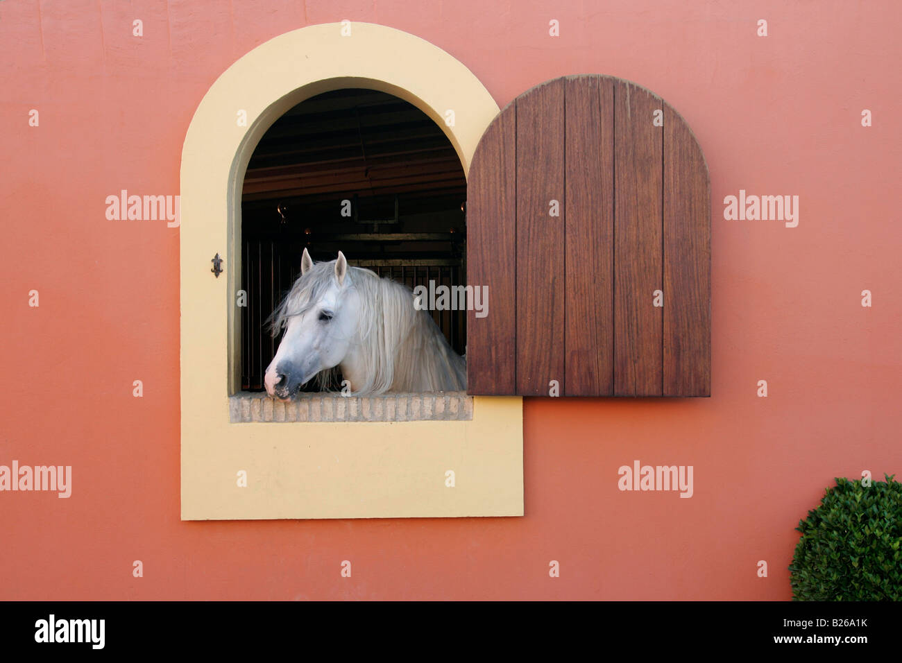 Cavallo guardando fuori della finestra, Hotel Hacienda La Boticaria, Vega de Alcala de Guadaira, vicino a Sevilla, Andalusia, Spagna, Europa Foto Stock