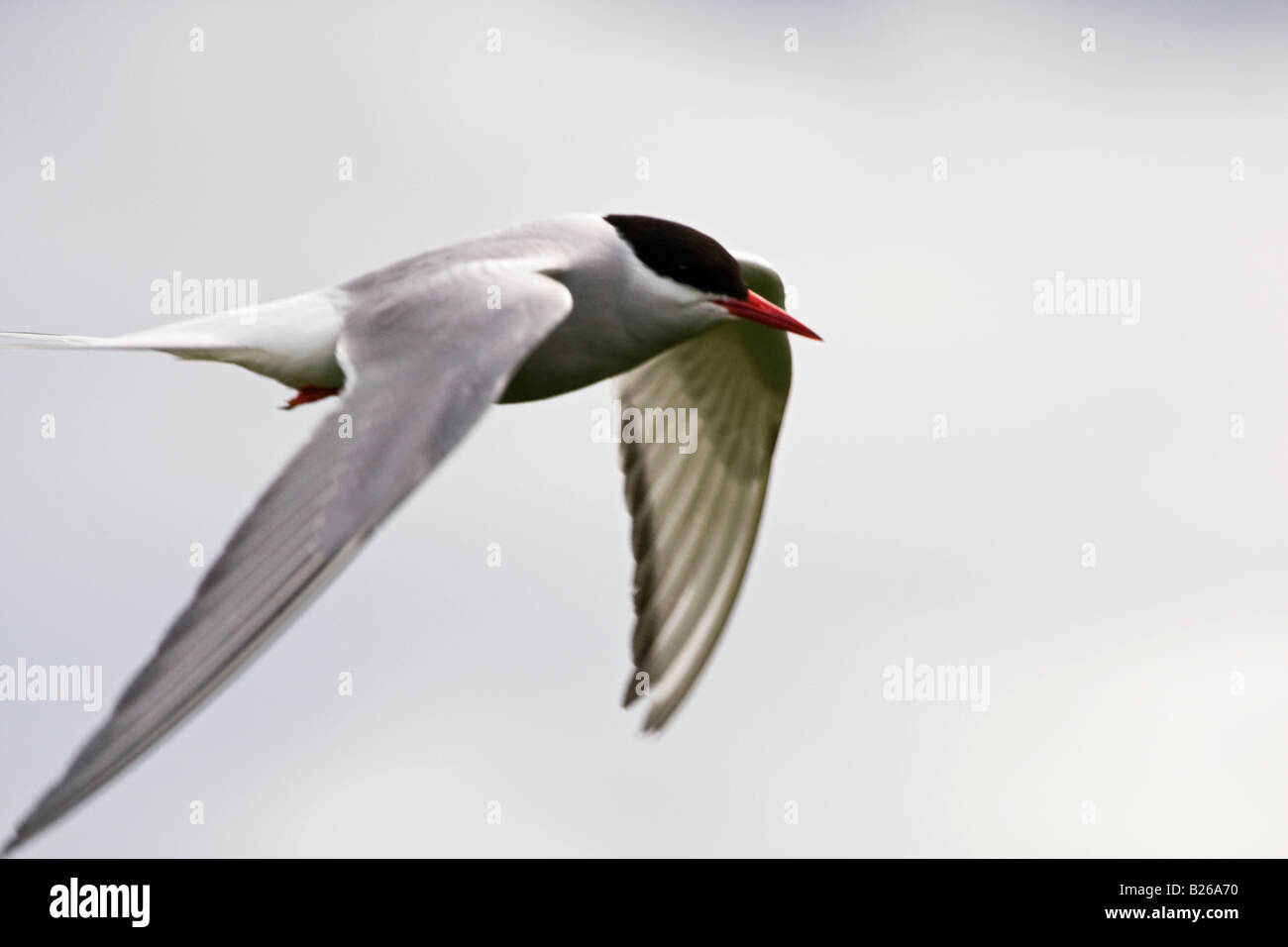 Arctic Tern battenti contro il cielo nuvoloso Foto Stock