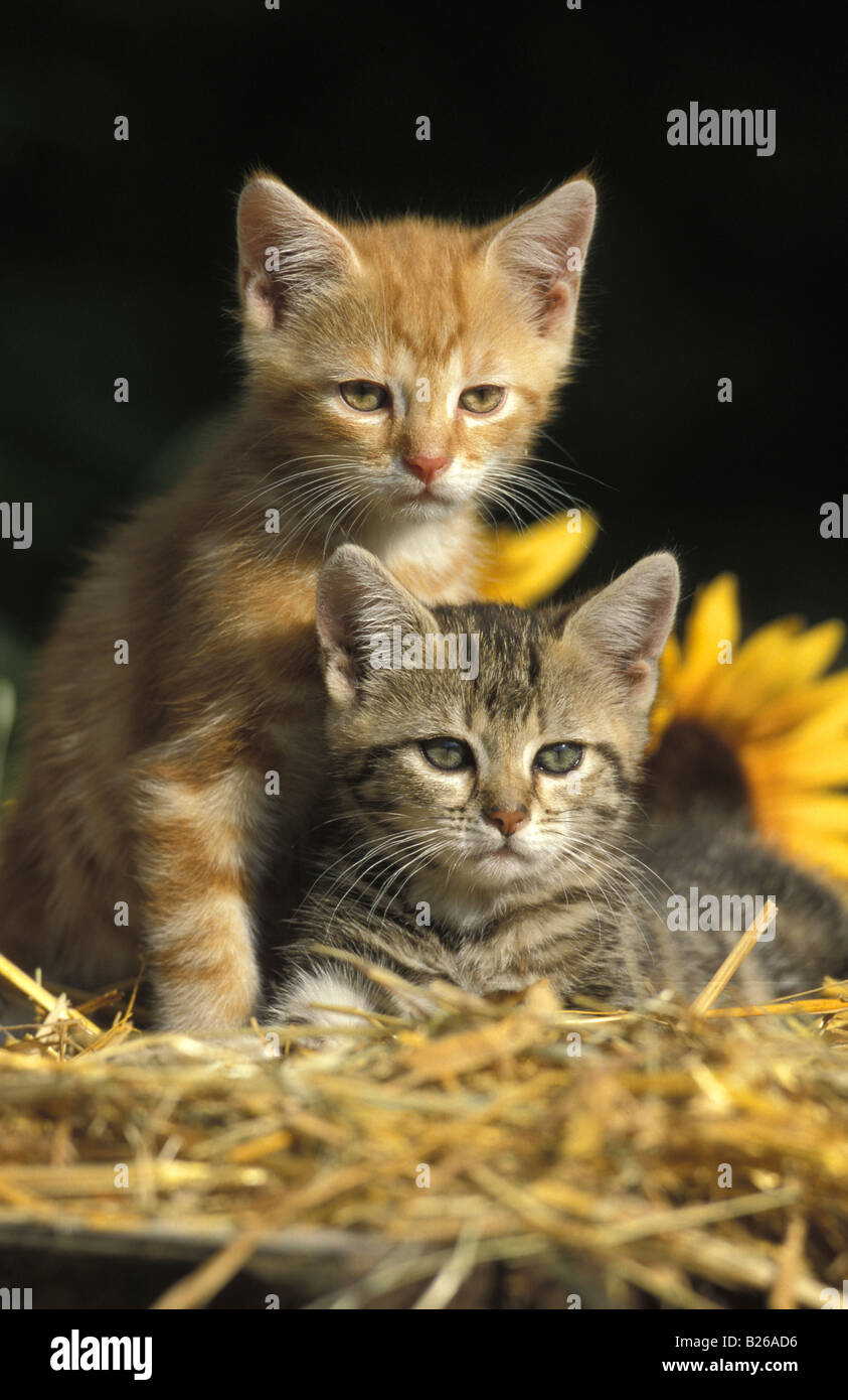 Il gatto domestico (felis catus, Felis silvestris), due gattino sulla paglia guardando nella telecamera Foto Stock