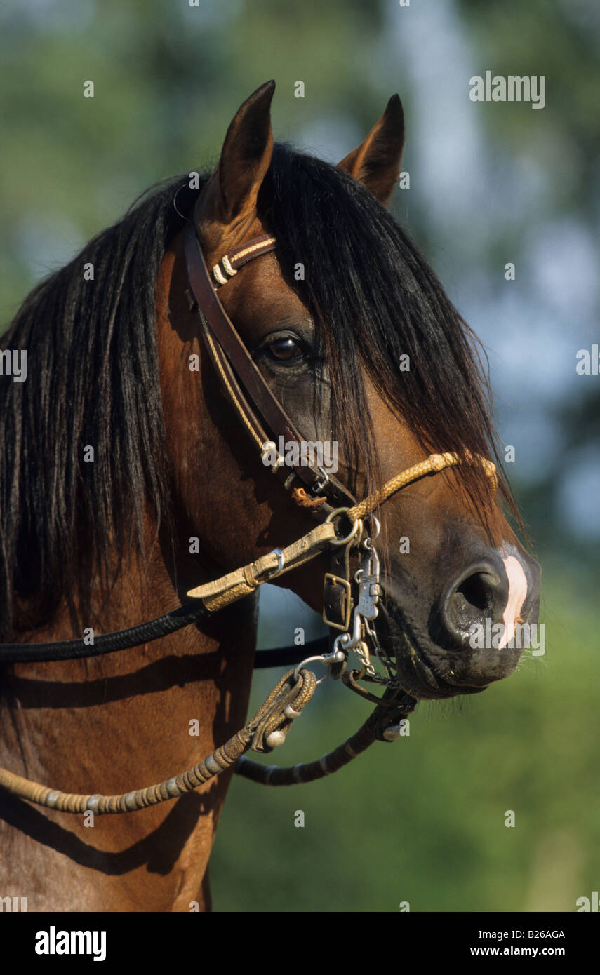 Paso Peruano (Equus caballus), il ritratto di uno stallone Foto Stock