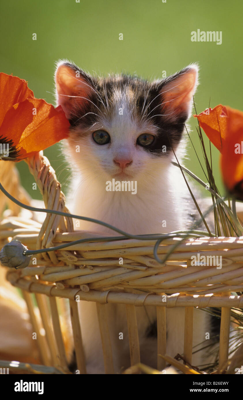 Il gatto domestico (felis catus, Felis silvestris), gattino nel cesto cercando nella fotocamera Foto Stock