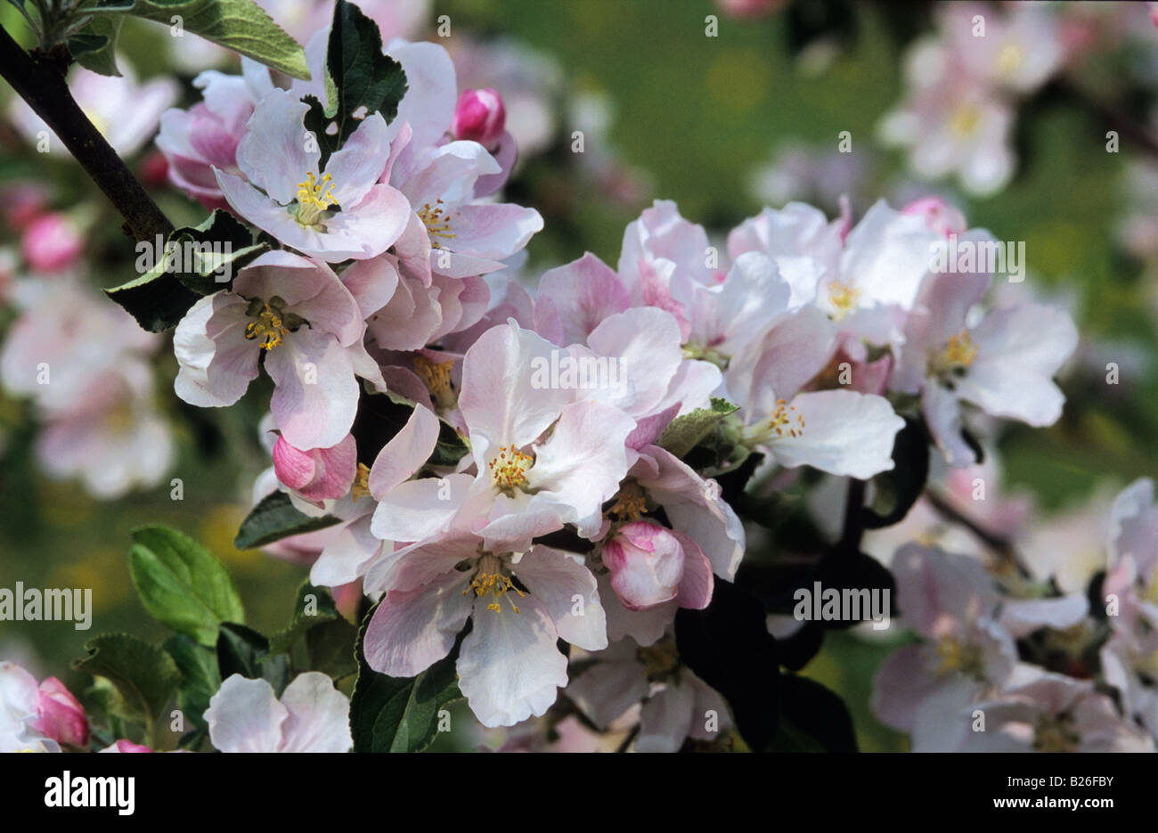 Fiore di melo Foto Stock