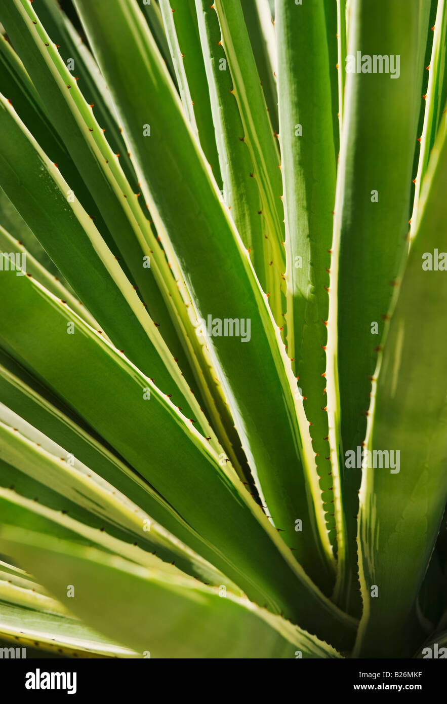 Close up di agave cactus impianto Foto Stock
