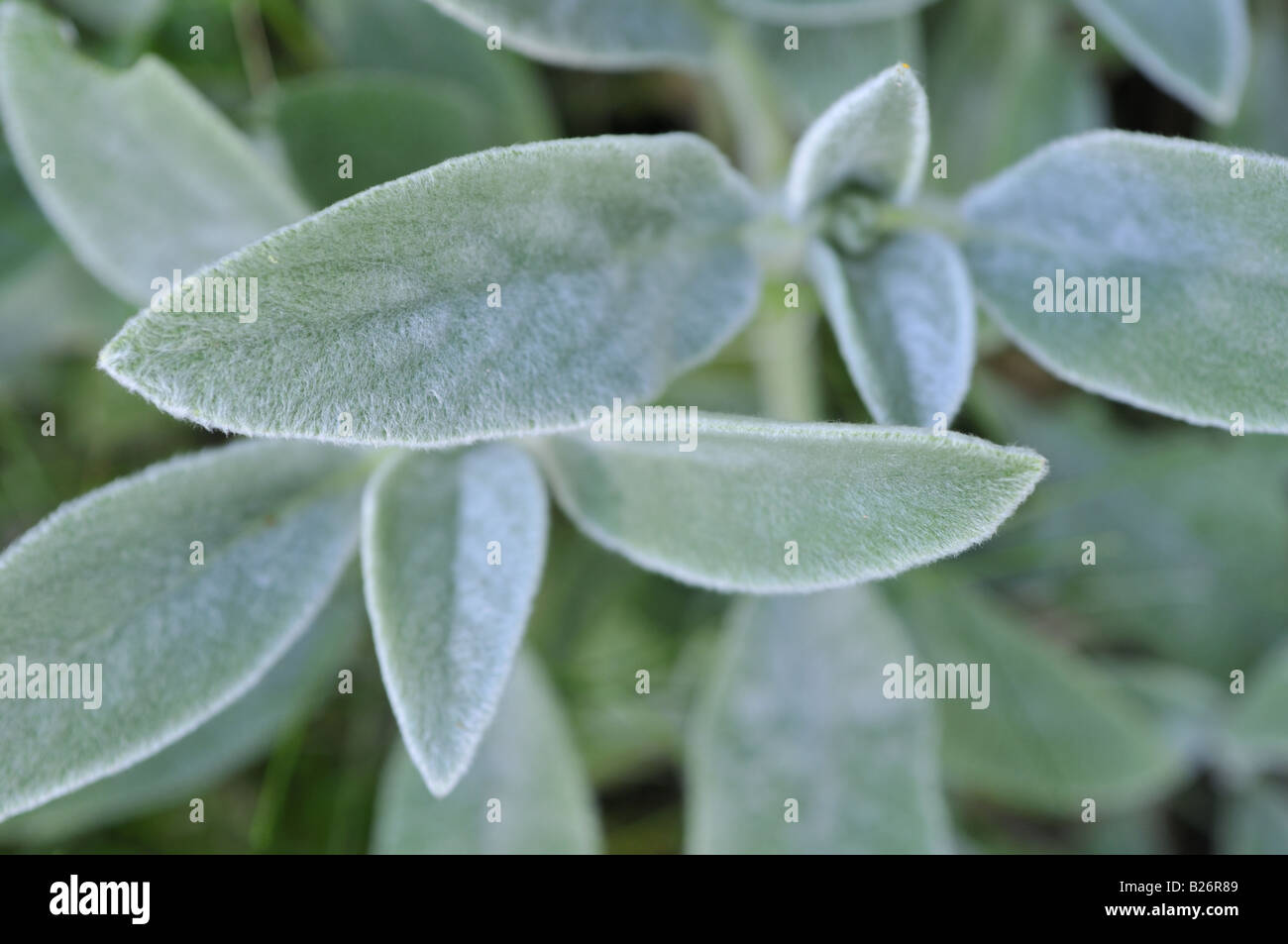 Stachys byzantina agnelli orecchio Foto Stock