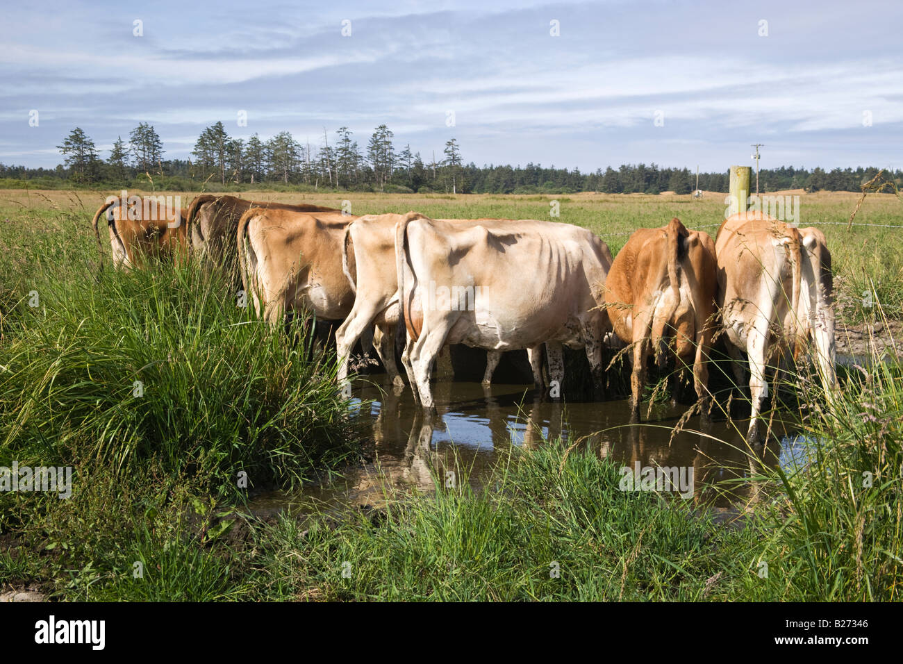 Backsides di vacche Jersey a trogolo di acqua.. Foto Stock