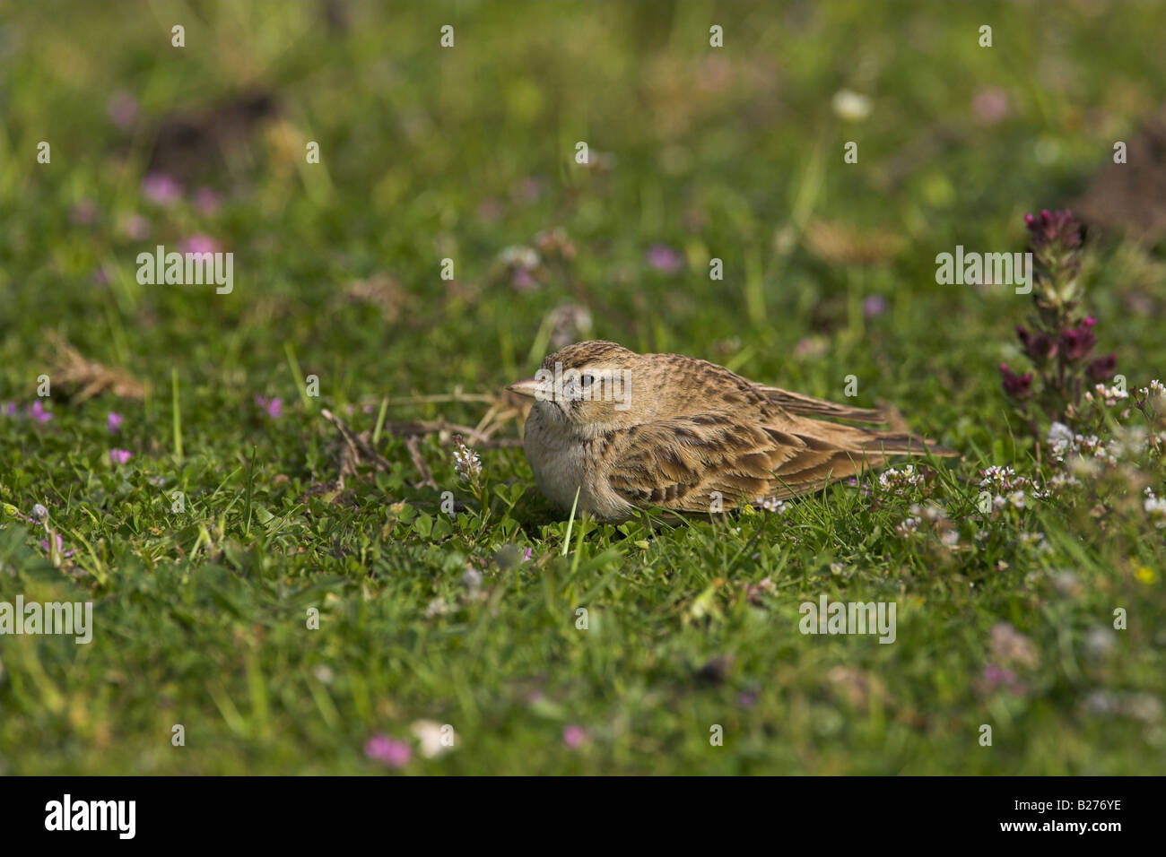 Short-toed Lark Calandrella brachydactyla hunkered tra erba corta in Lesvos, Grecia in aprile. Foto Stock